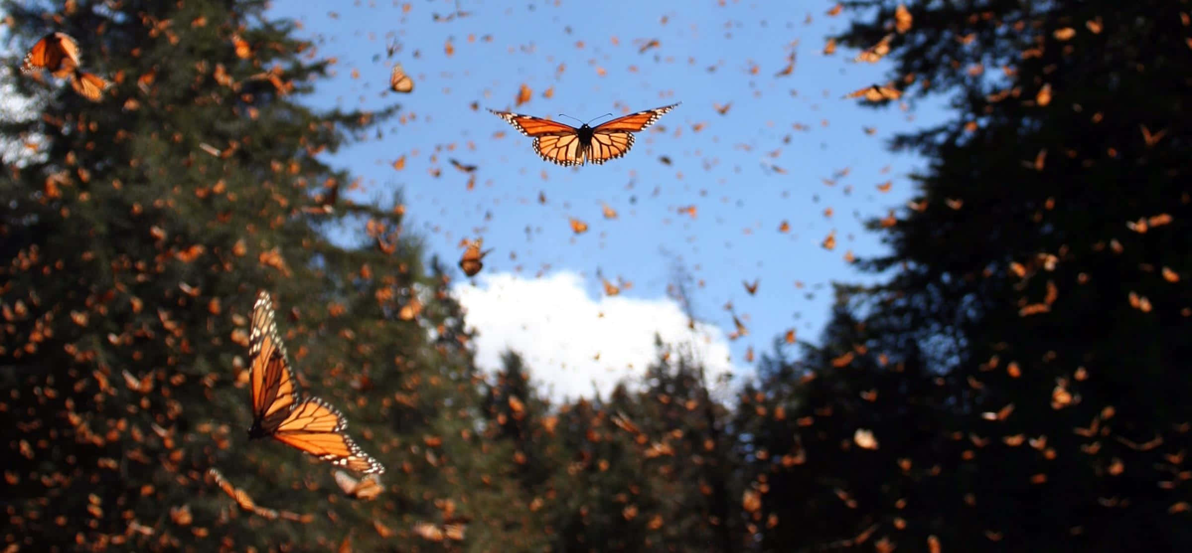 monarch butterflies, dark pine trees, bright blue sky, Full HD Desktop Wallpaper