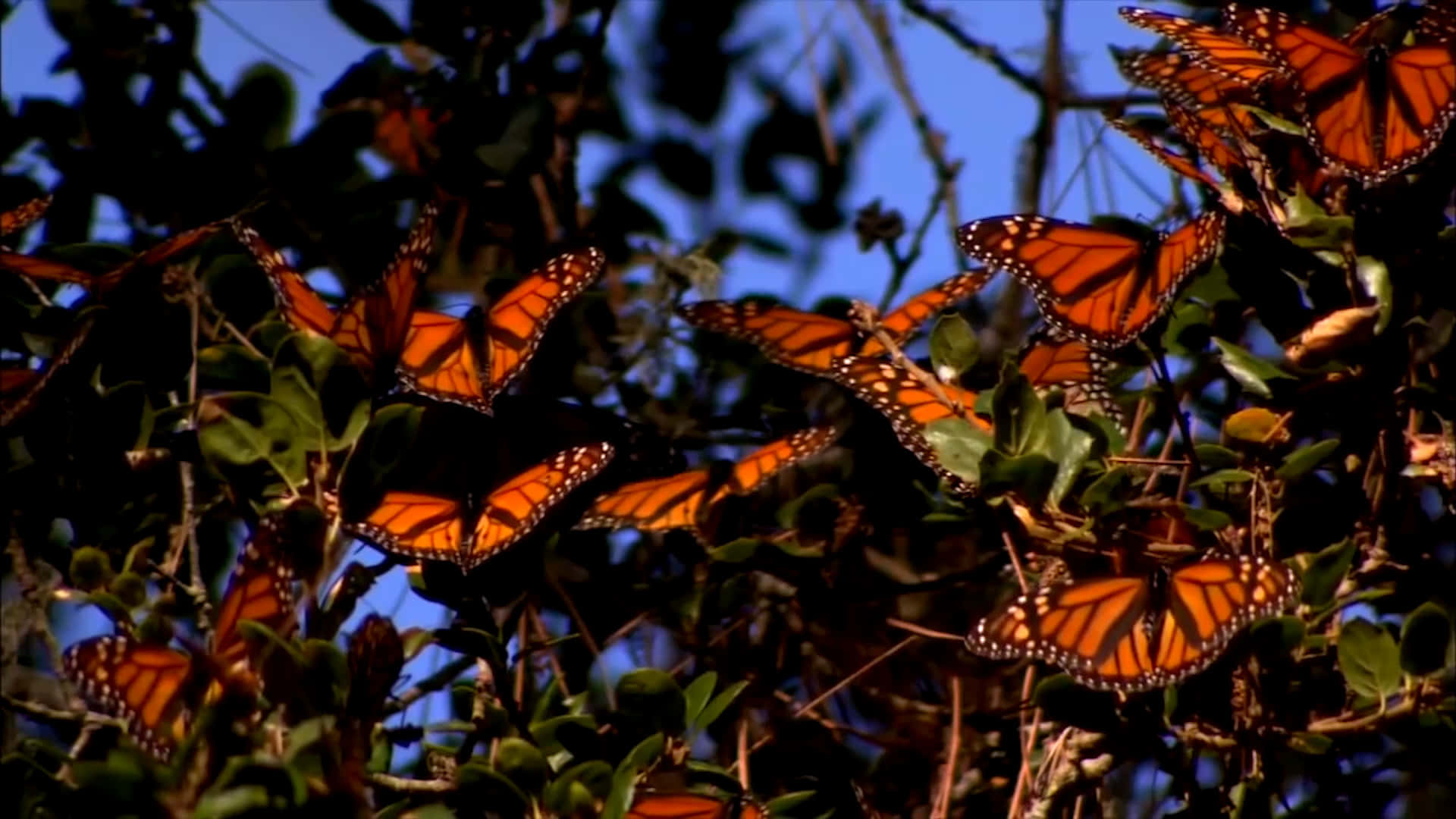 butterfly migration, monarch butterflies, vibrant orange wings, Full HD Desktop Wallpaper