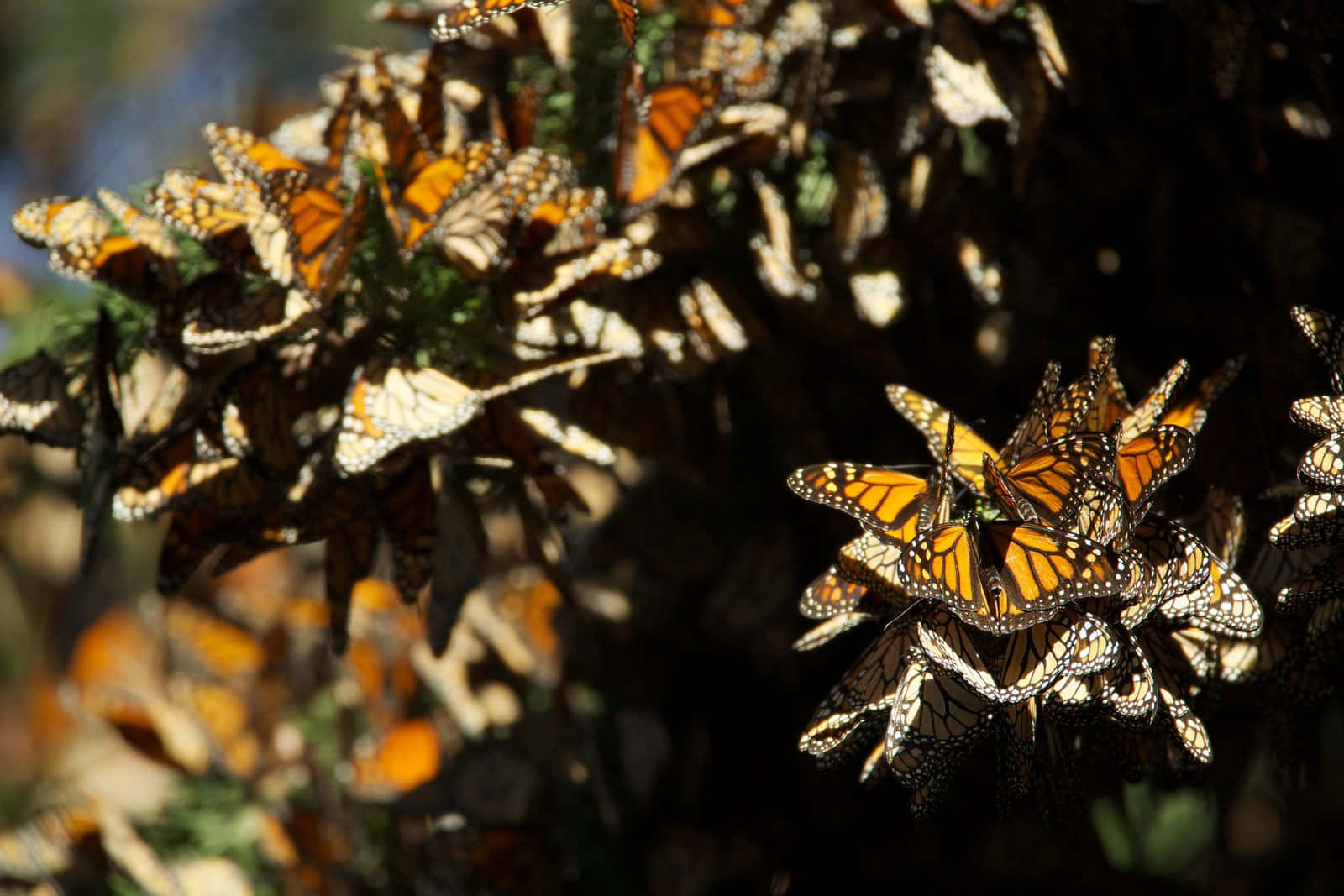 butterfly migration, monarch butterflies, orange and black tapestry, HD Desktop Wallpaper
