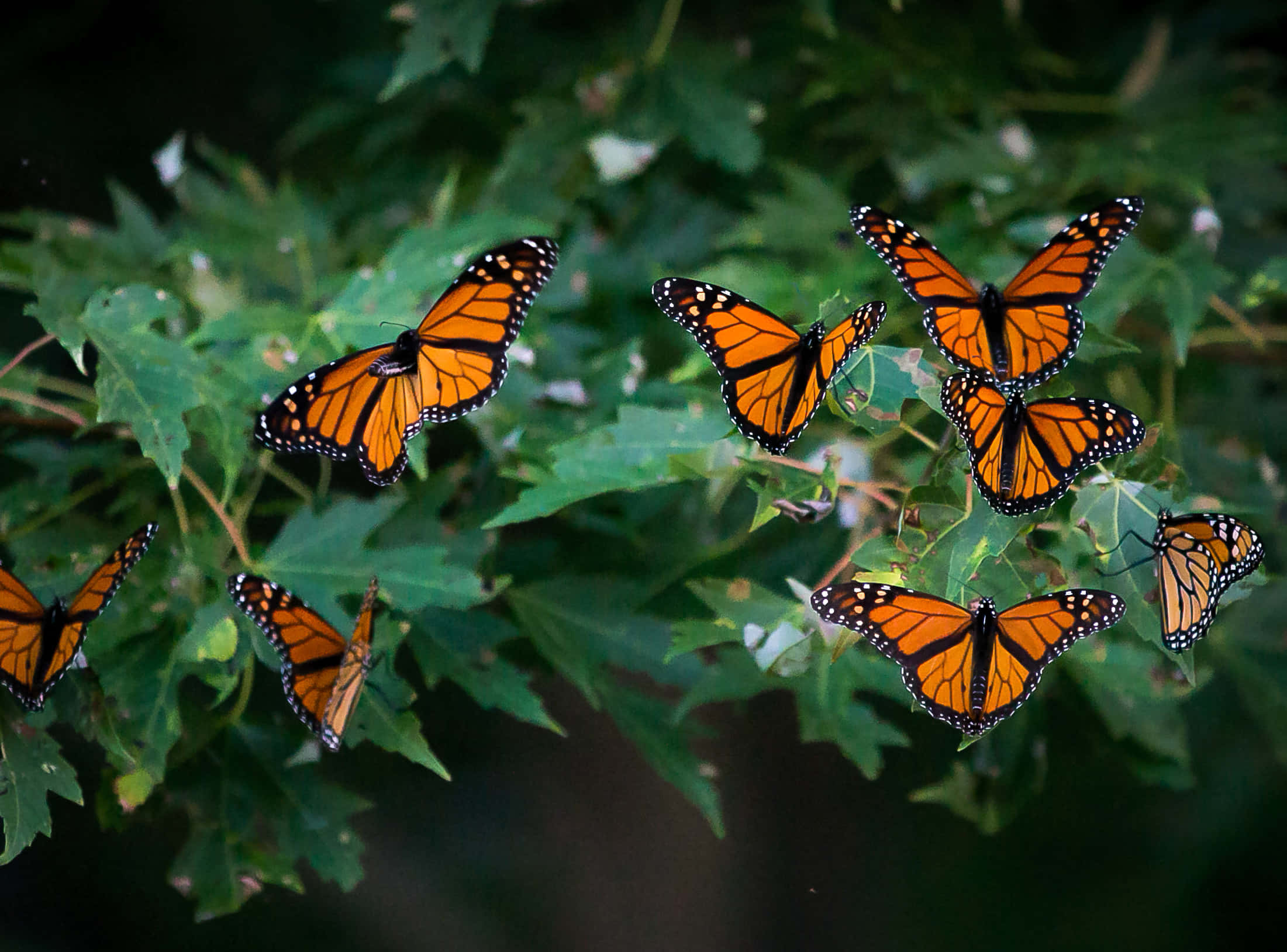 Butterfly Migration, monarch butterflies, orange wings, Full HD Desktop Wallpaper