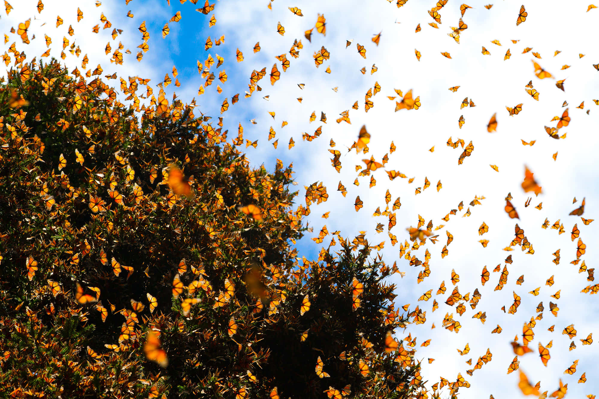 butterfly migration, orange monarch butterflies, lush green tree, Full HD Desktop Wallpaper