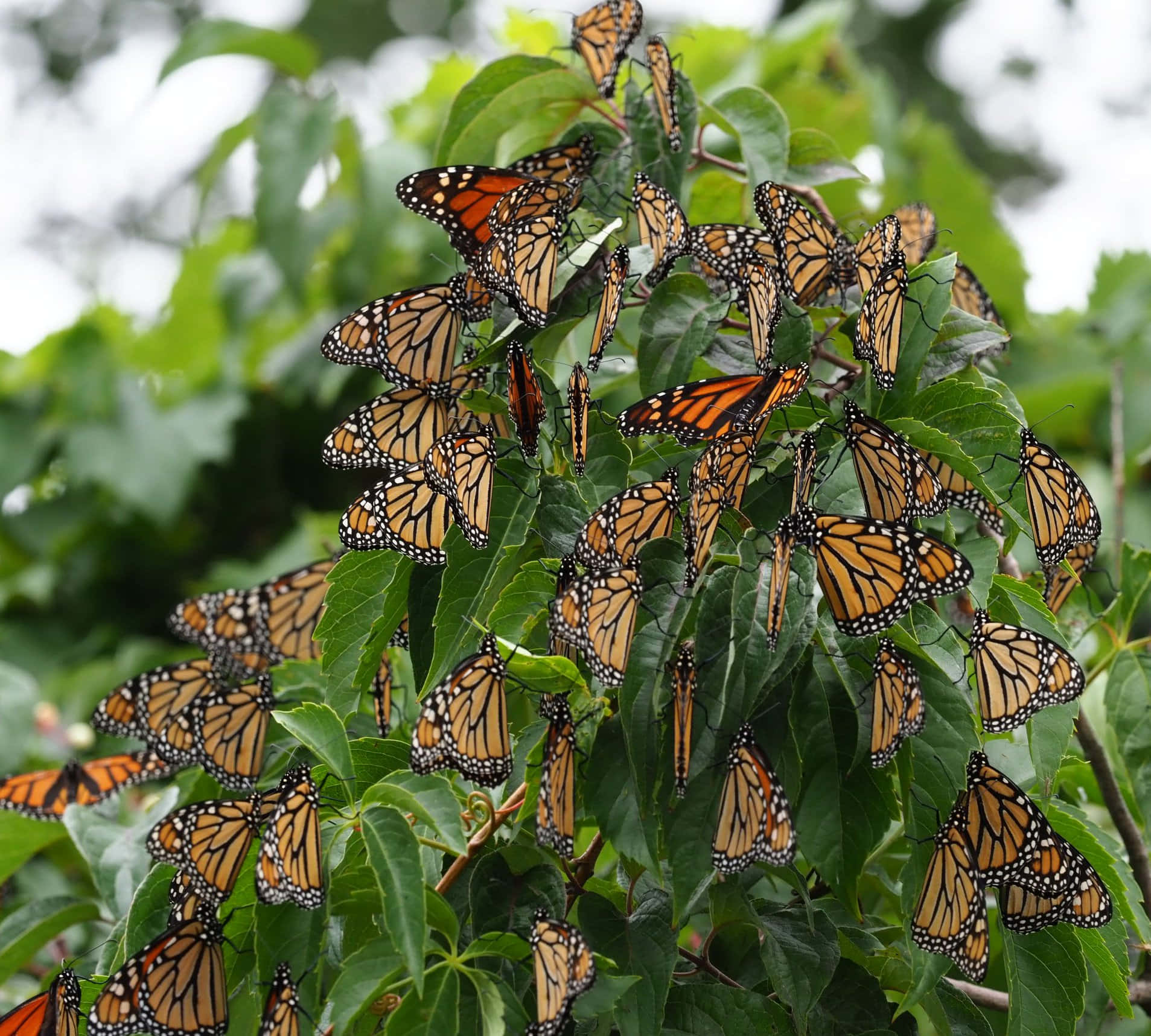 butterfly migration, monarch butterflies, orange wings, HD Desktop Wallpaper