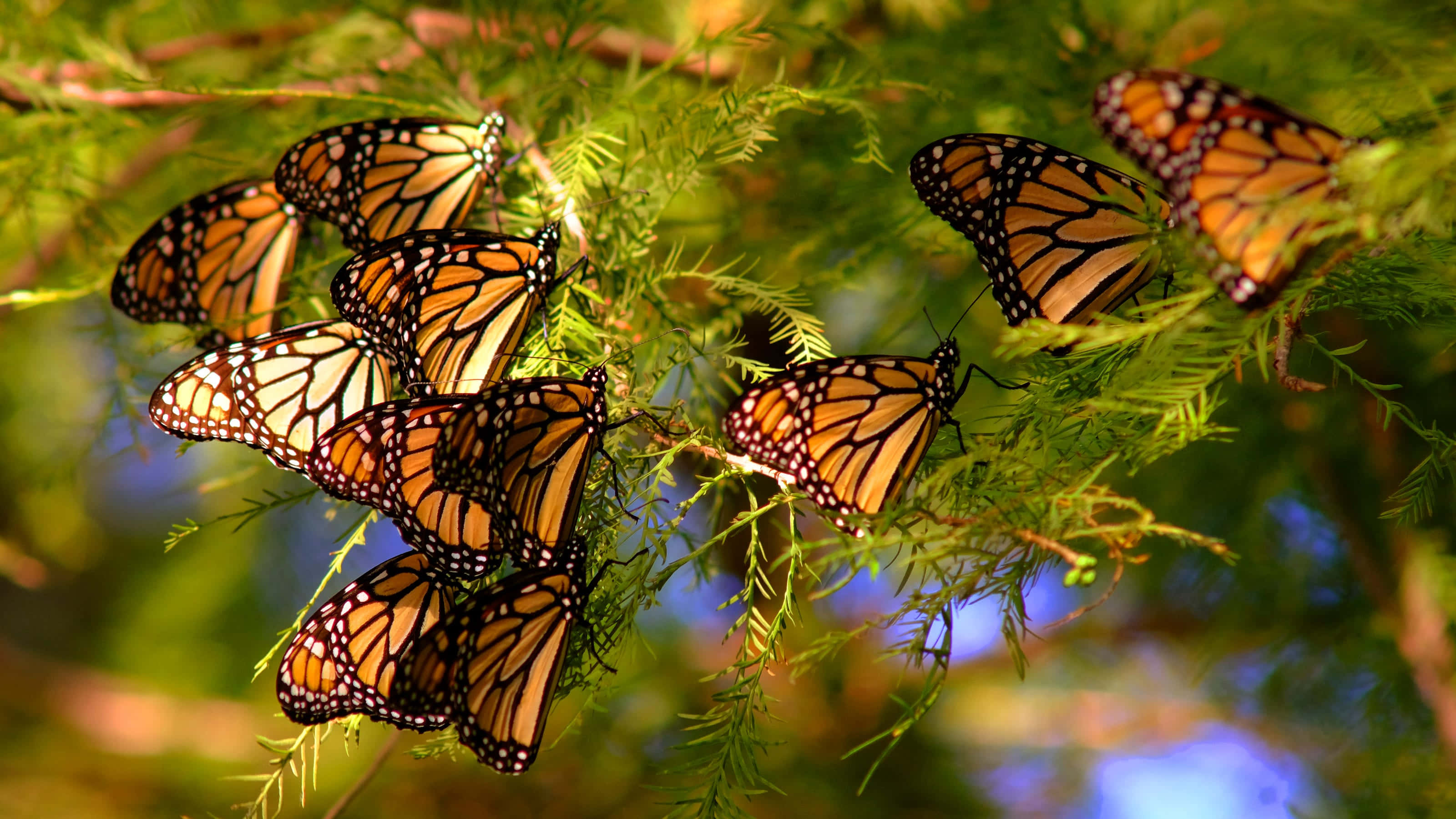 butterfly migration, monarch butterflies, orange wings, 2K Desktop Wallpaper