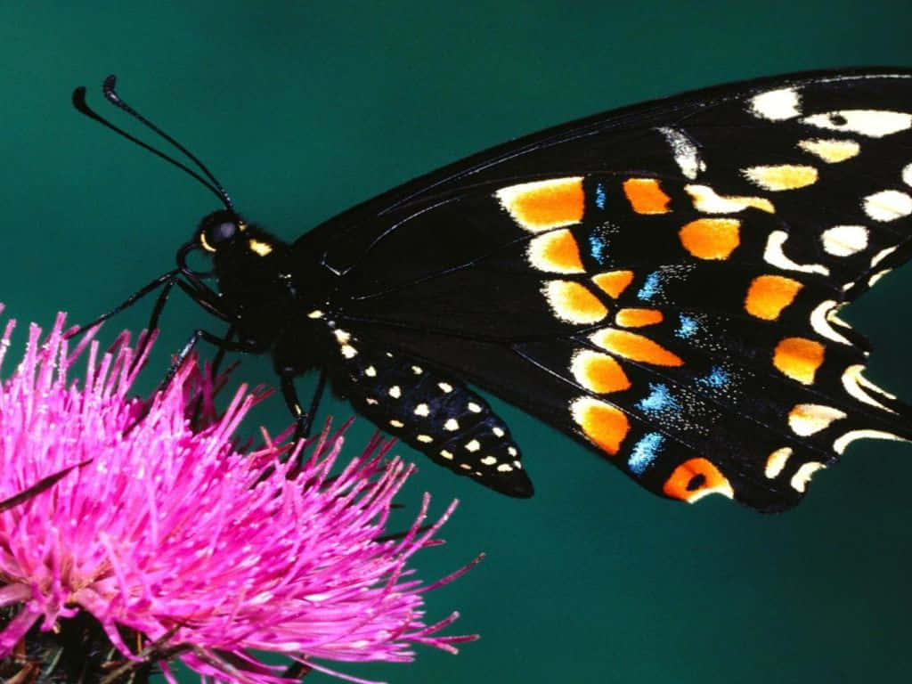 black butterfly, orange blue and white spots, bright pink thistle flower, SD Desktop Wallpaper