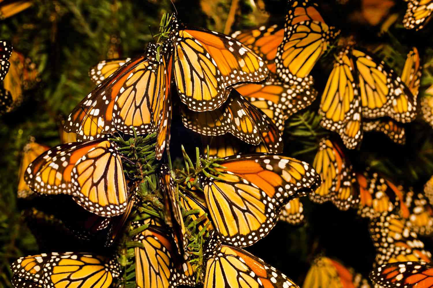 butterfly migration, monarch butterflies, orange wings, HD Desktop Wallpaper