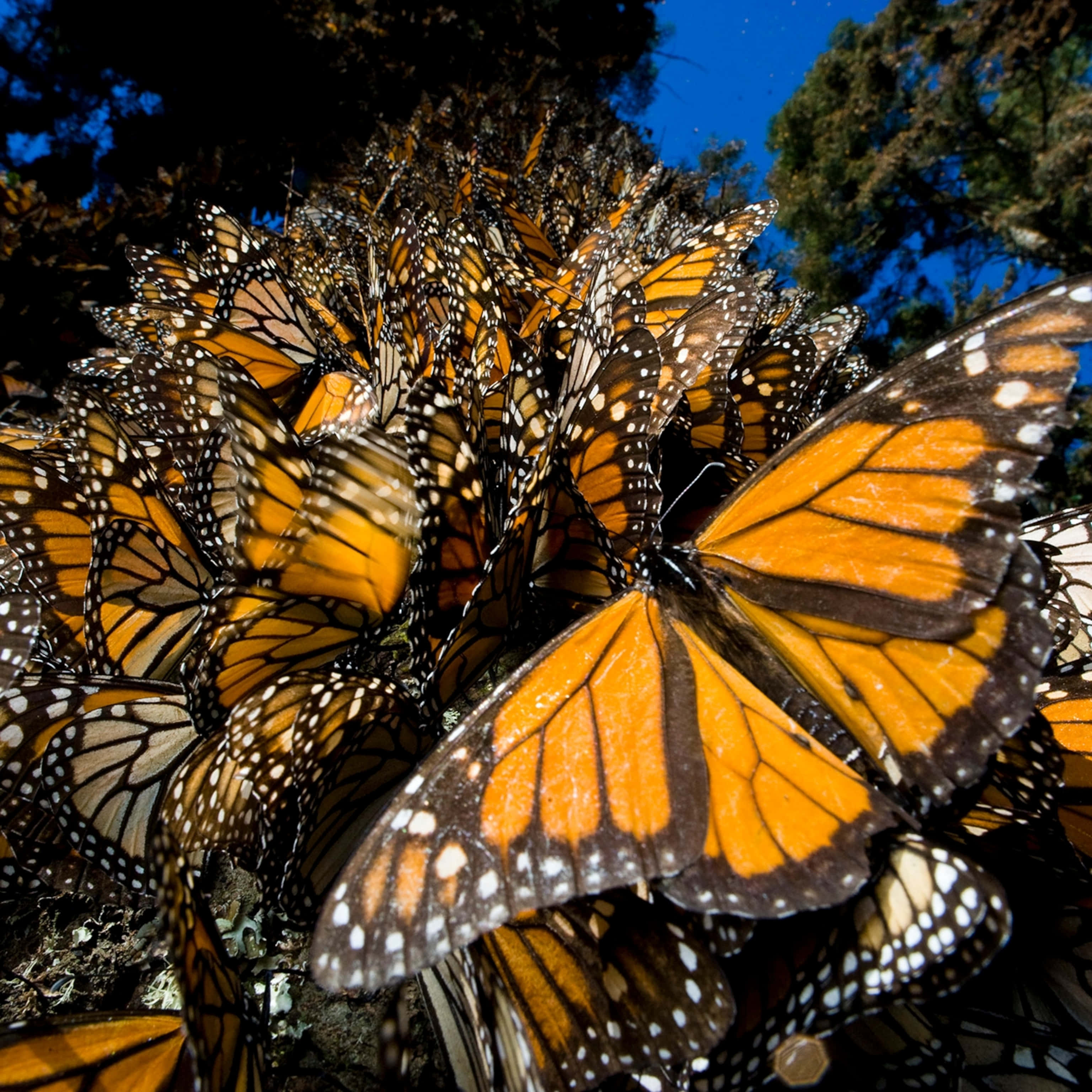 monarch butterflies, vibrant orange wings, black veins, 2K Desktop Wallpaper