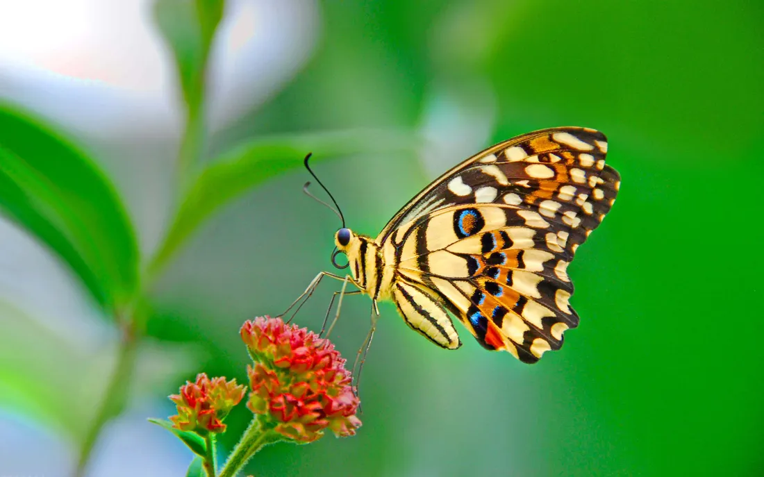Butterfly On Flower