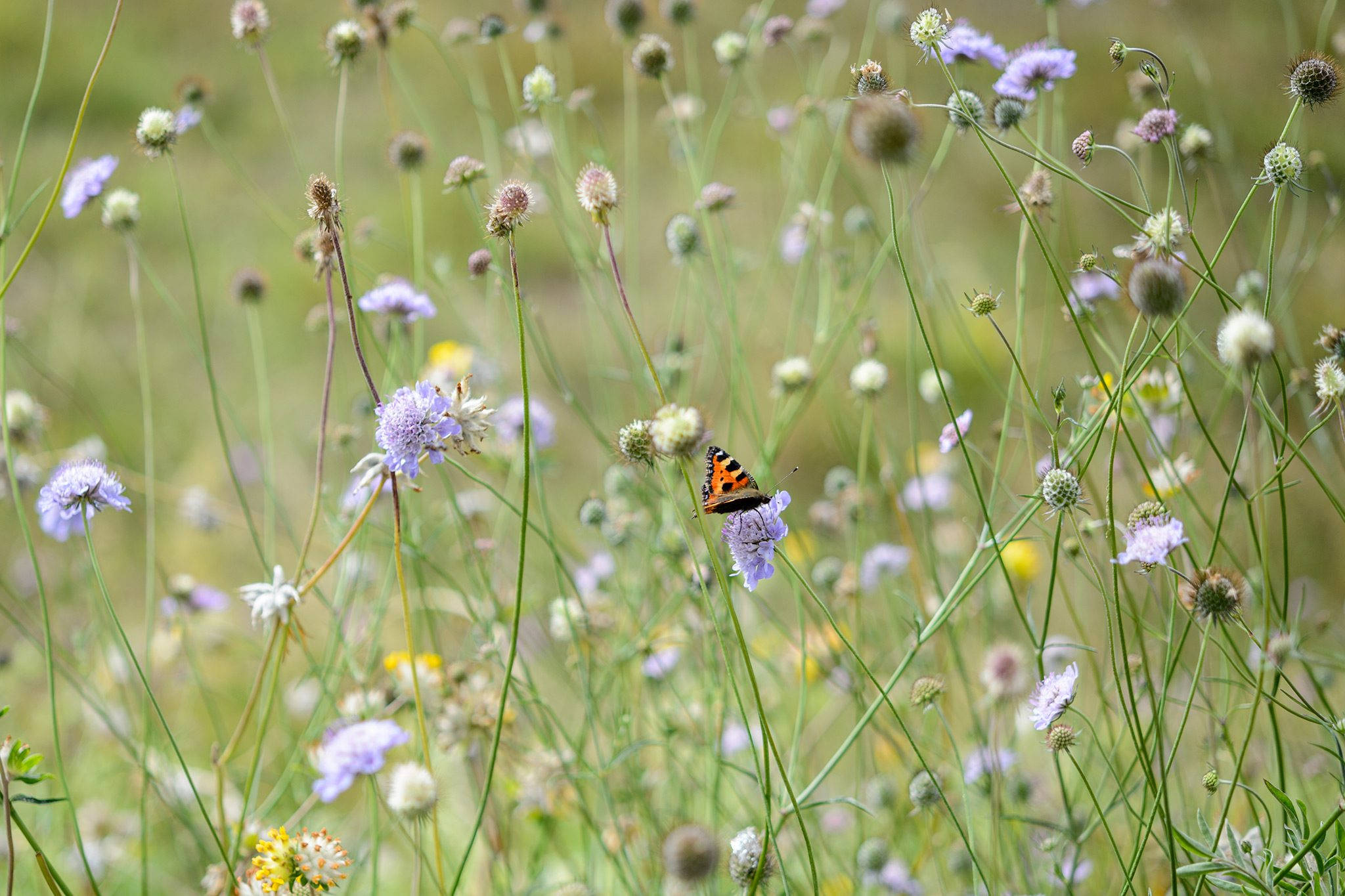 lone orange butterfly, purple flower, tall green stems, Full HD Desktop Wallpaper