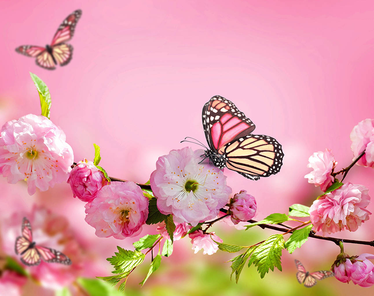 Butterfly On Flower, cherry blossom, pink wings, HD Desktop Wallpaper