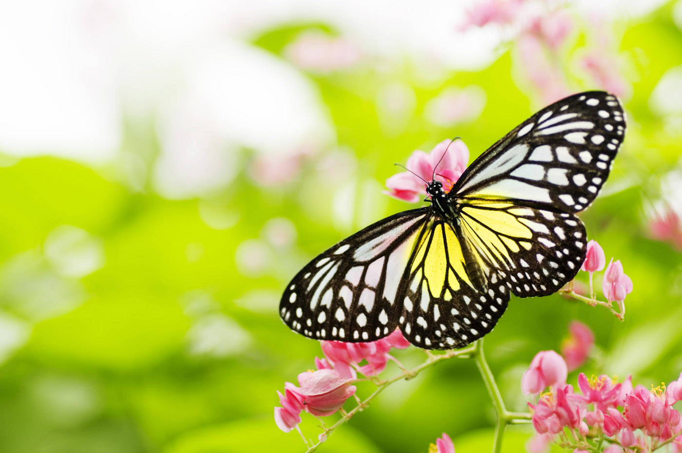 black and yellow butterfly, white spots, pink blossoms, HD Desktop Wallpaper