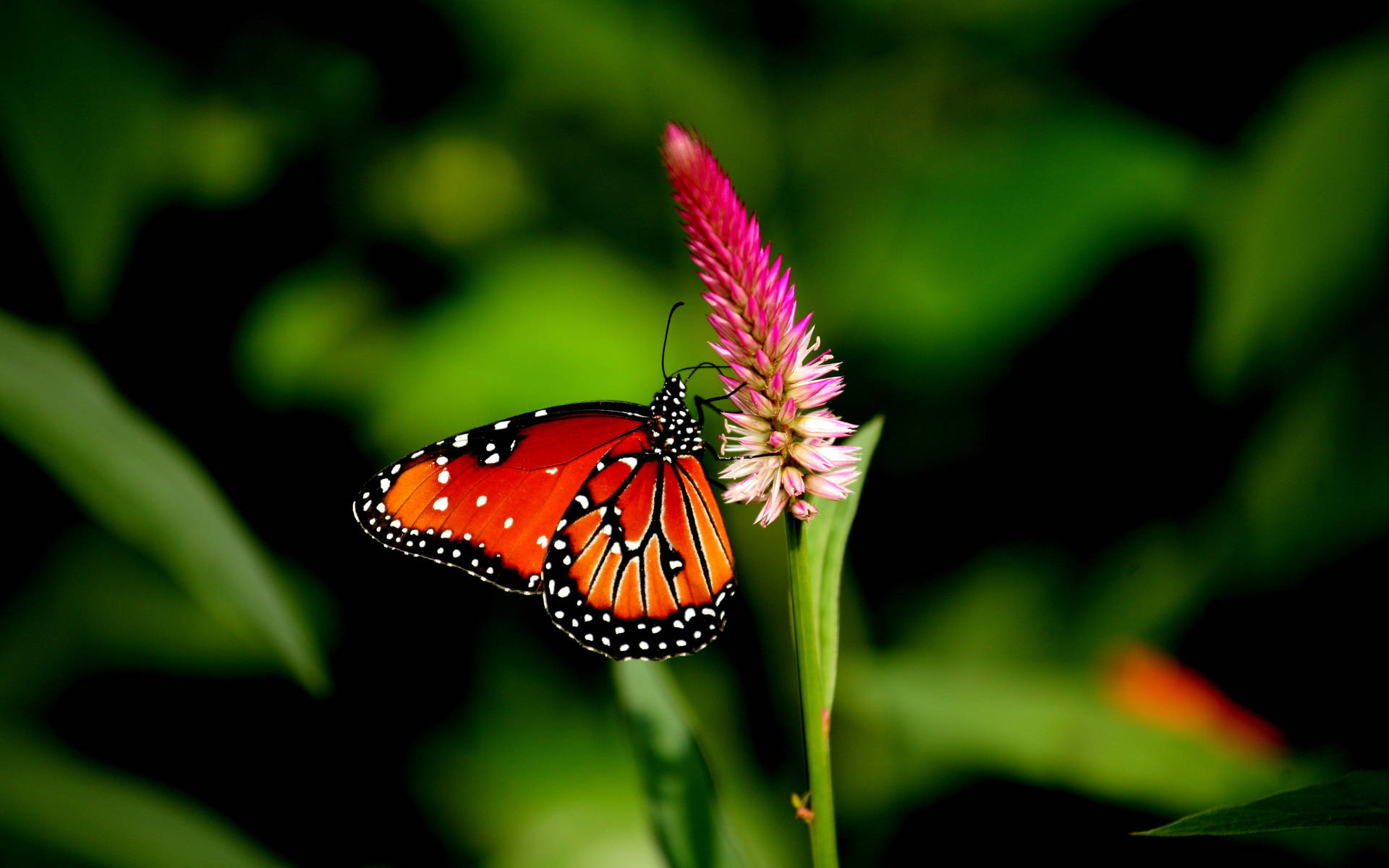 monarch butterfly, pink plumed cocksomb flower, vibrant orange wings, Full HD Desktop Wallpaper