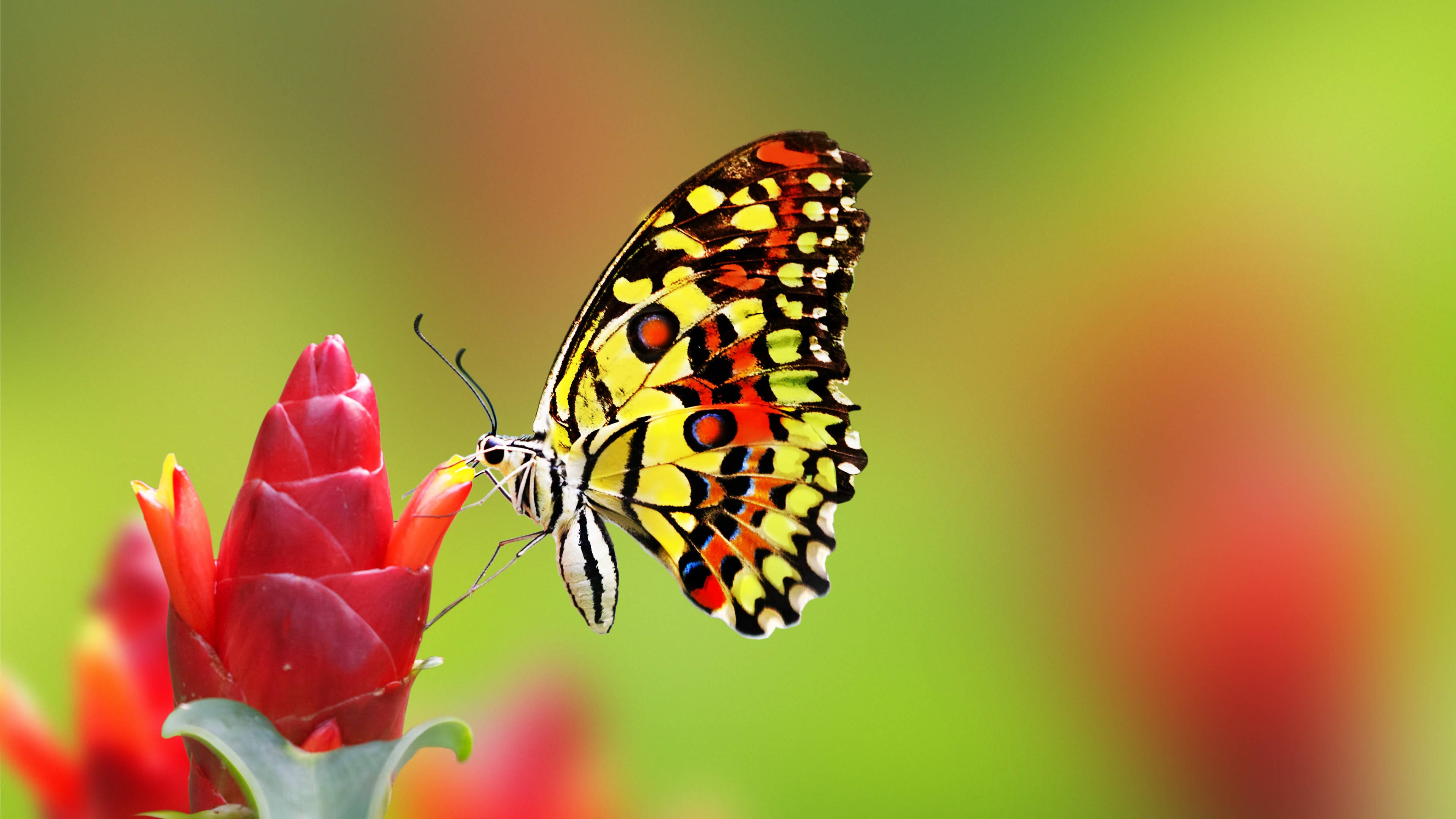 lime butterfly, flower petals, bright red tropical flower, 4K Desktop Wallpaper