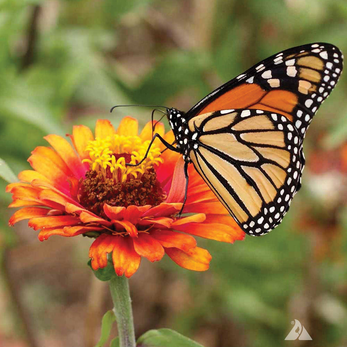 monarch butterfly, orange black and white wings, vibrant orange zinnia flower, SD Desktop Wallpaper
