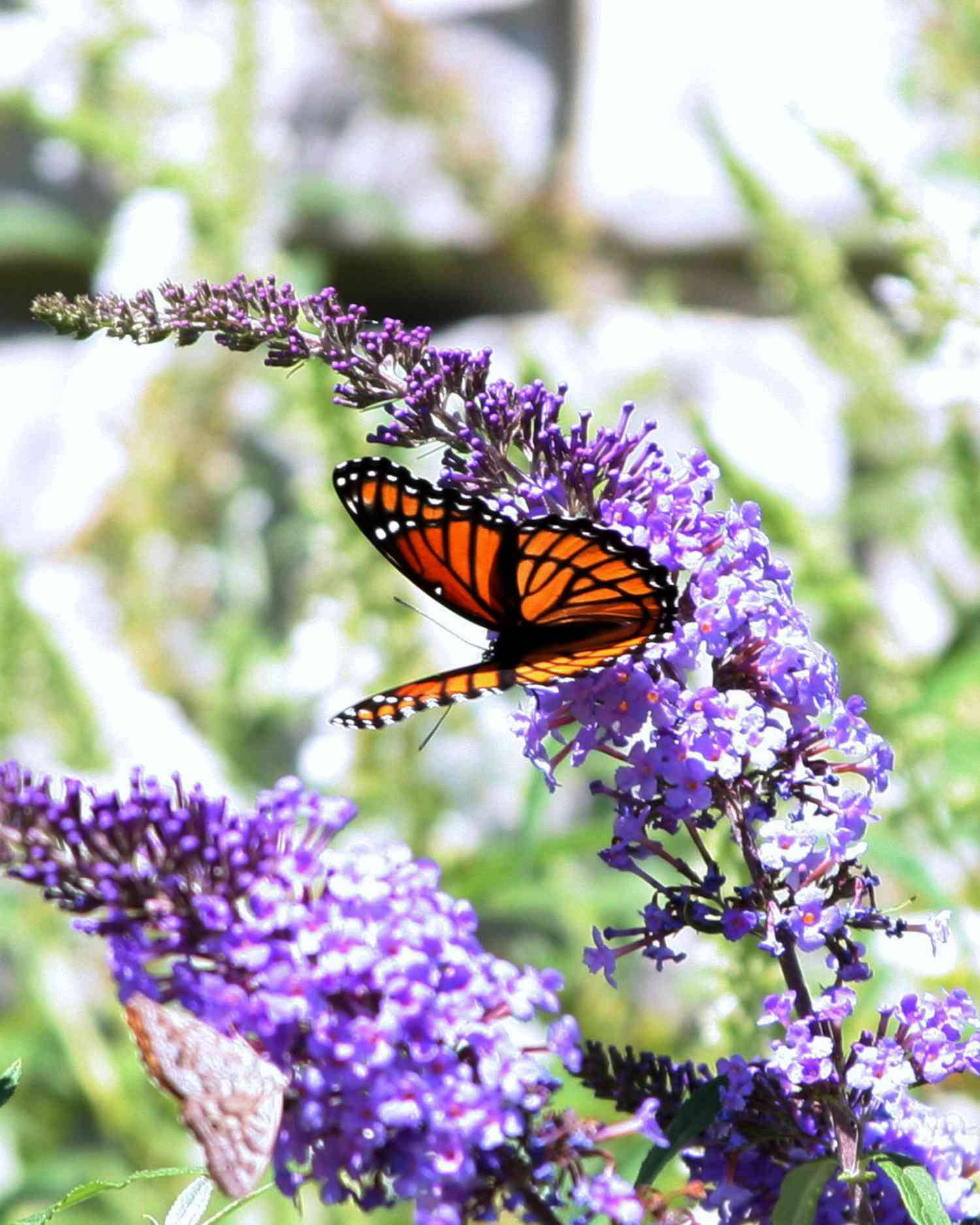 monarch butterfly, orange and black wings, purple flowers, HD Phone Wallpaper