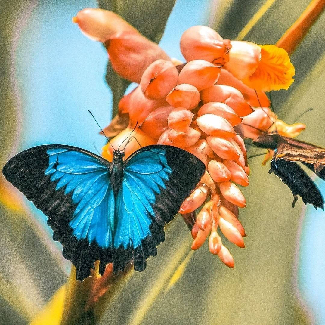 butterfly, flower, coral pink, SD Desktop Wallpaper