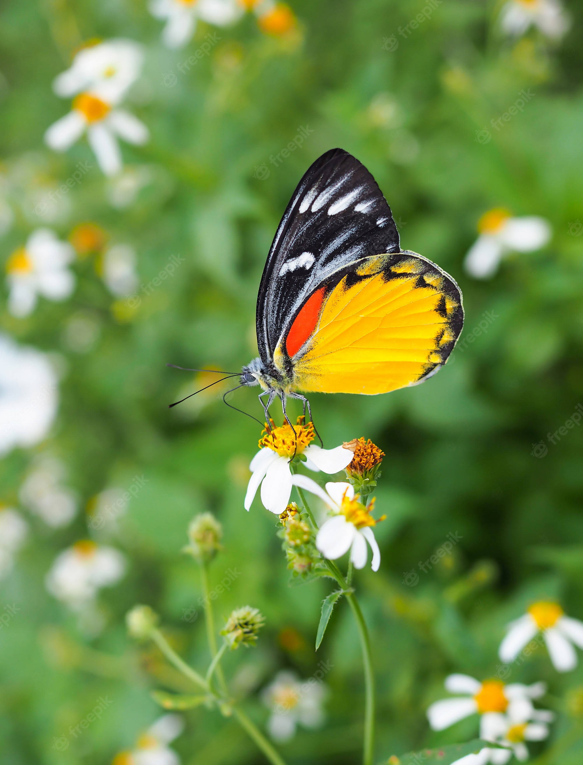 painted jezebel butterfly, white flower, lush green foliage, 2K Phone Wallpaper