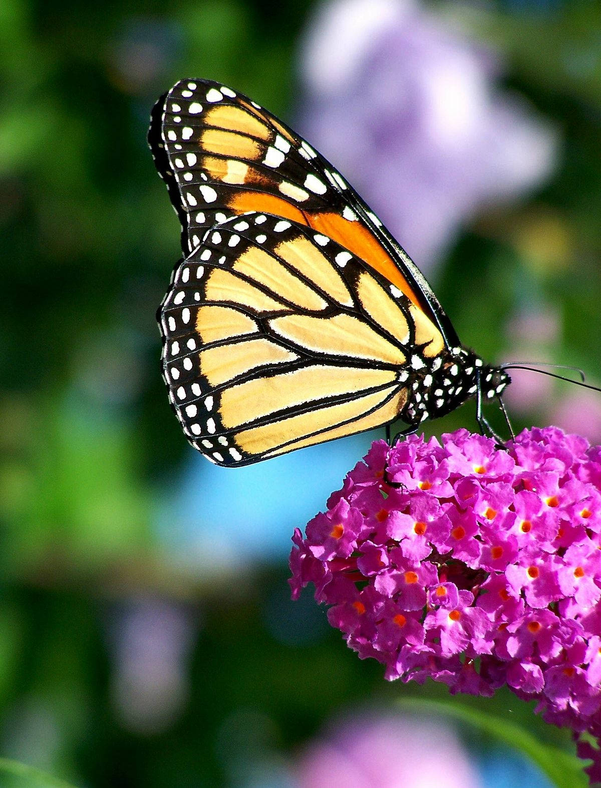 monarch butterfly, orange yellow and black wings, summer lilac flower, HD Phone Wallpaper