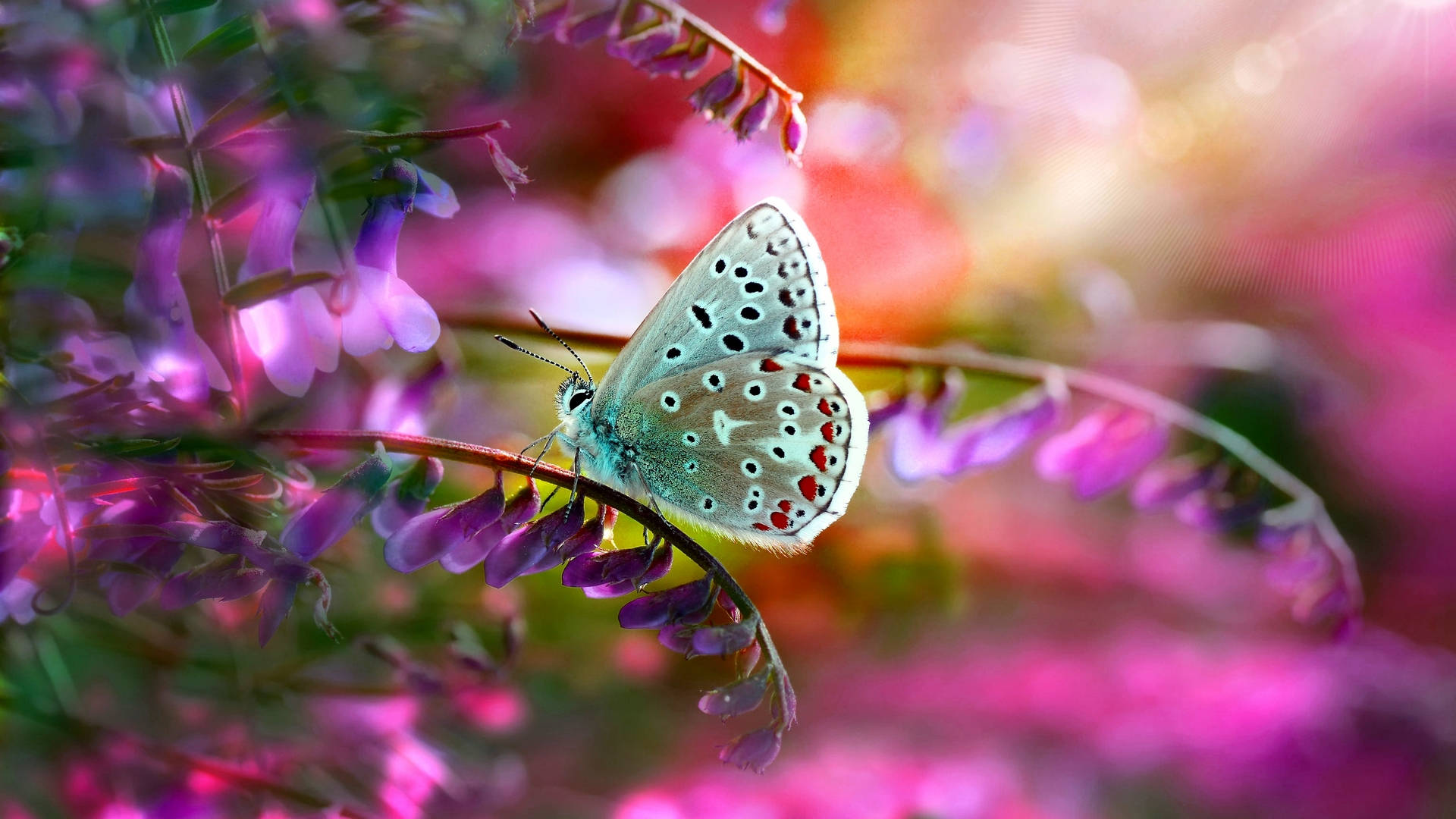 Common Blue Butterfly, purple flower, pink and orange blurred background, Full HD Desktop Wallpaper