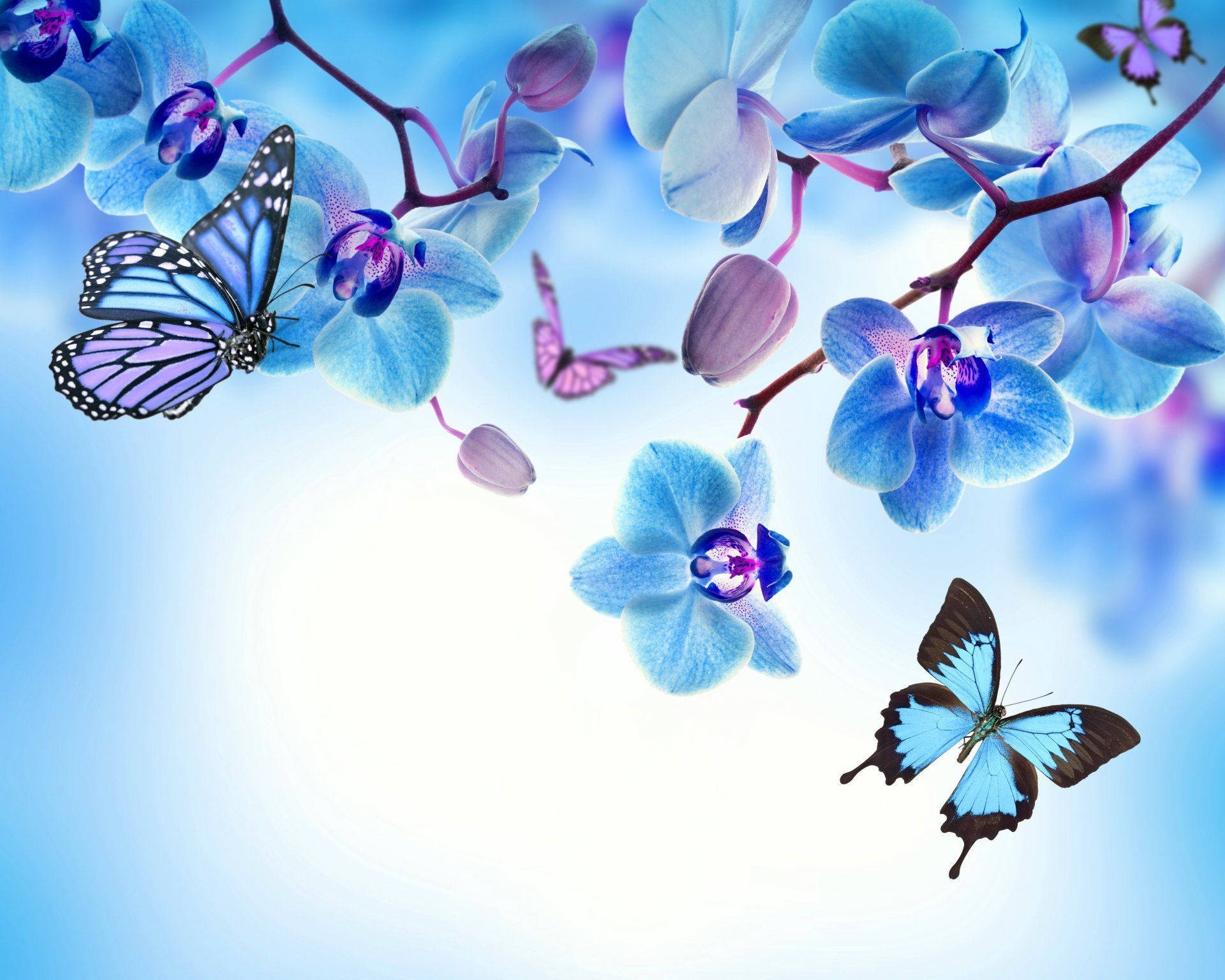 blue petaled flower, butterfly, vibrant blue orchids, Full HD Desktop Wallpaper