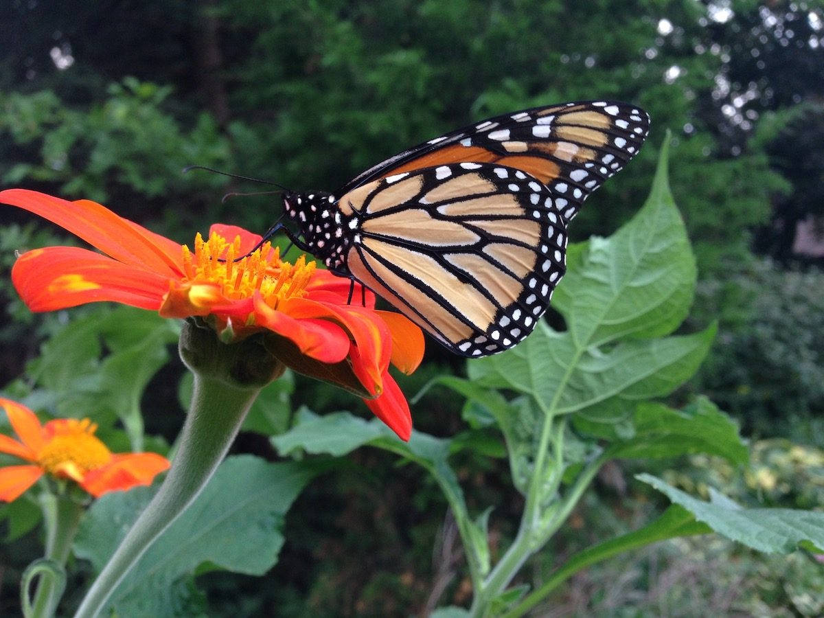 monarch butterfly, orange tithonia flower, bright orange flower, SD Desktop Wallpaper