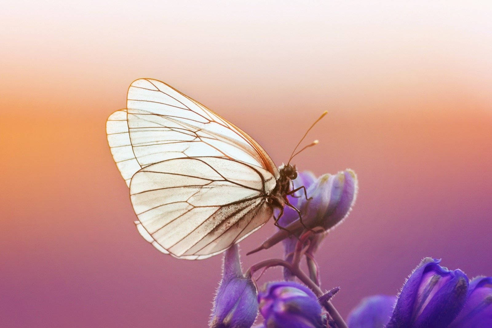 black veined butterfly, white butterfly, translucent wings, HD Desktop Wallpaper