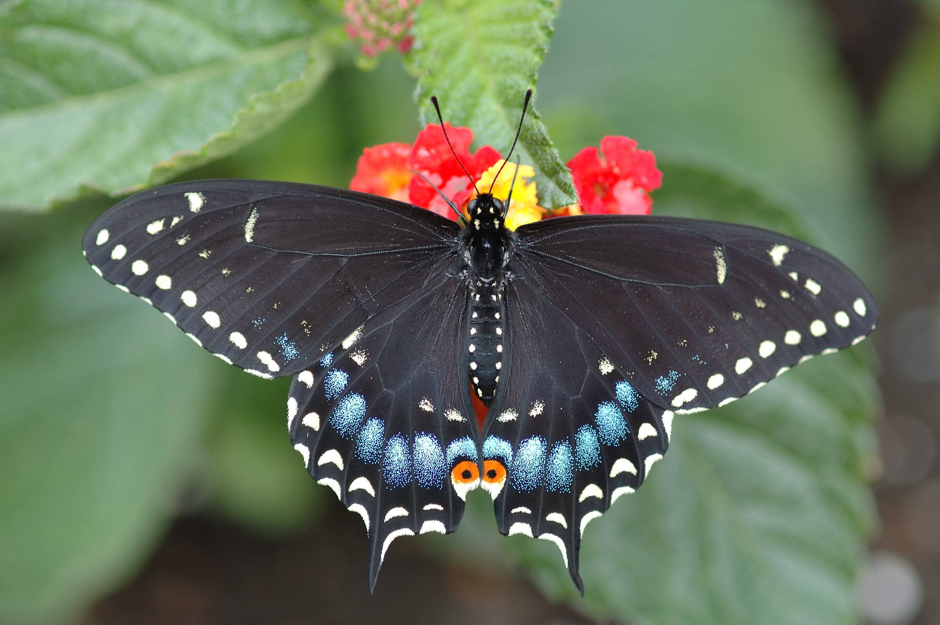 black swallowtail butterfly, red and yellow flowers, lush green leaves, 2K Desktop Wallpaper