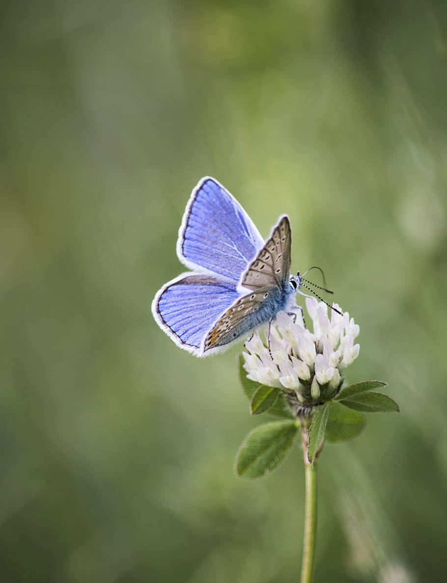 blue butterfly, white-edged wings, white clover blossom, SD Phone Wallpaper
