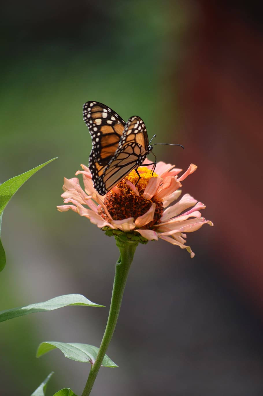 monarch butterfly, soft pink zinnia flower, blurred green and red background, HD Phone Wallpaper