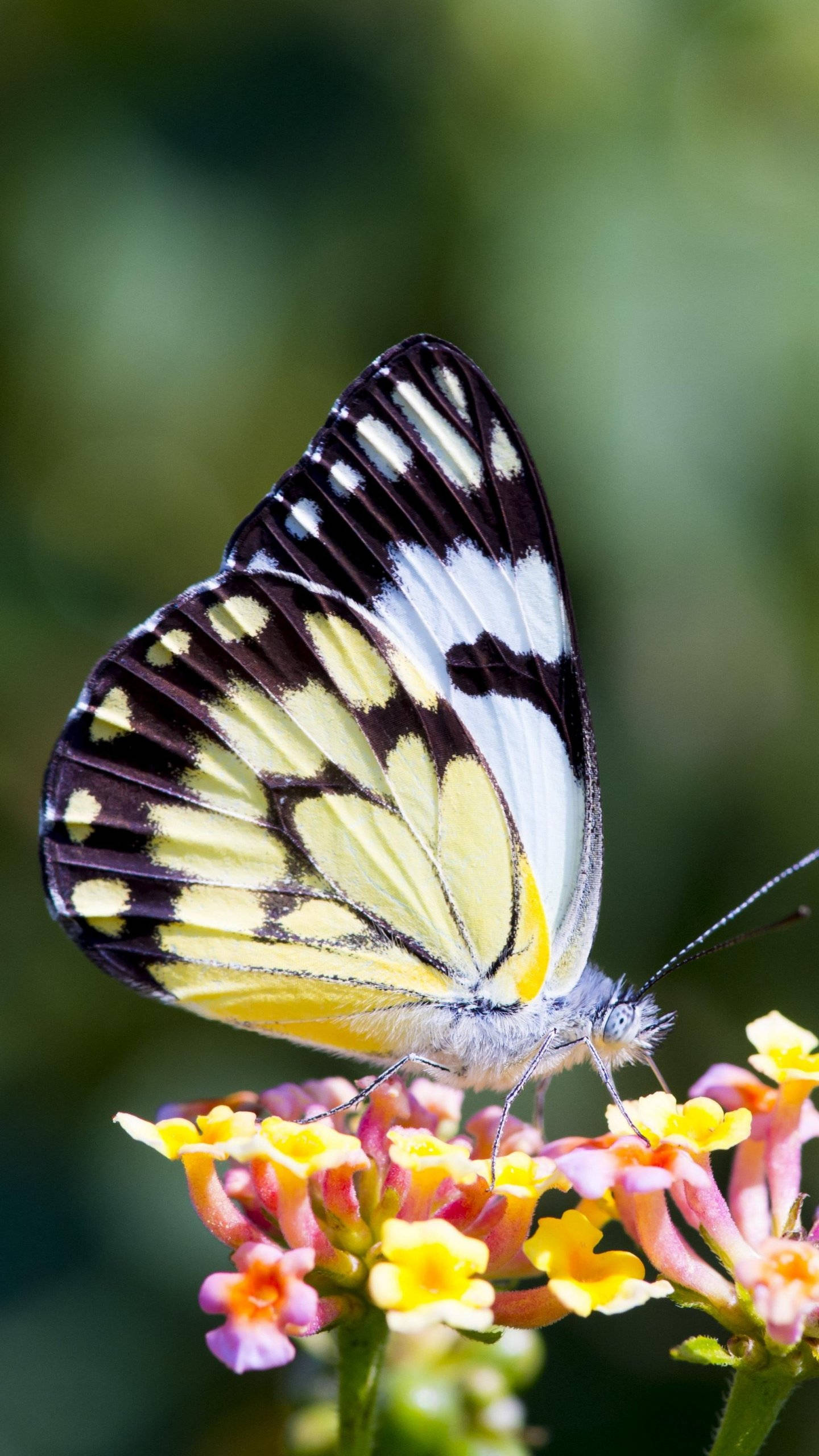 caper white butterfly, pink flowers, yellow flowers, 2K Phone Wallpaper