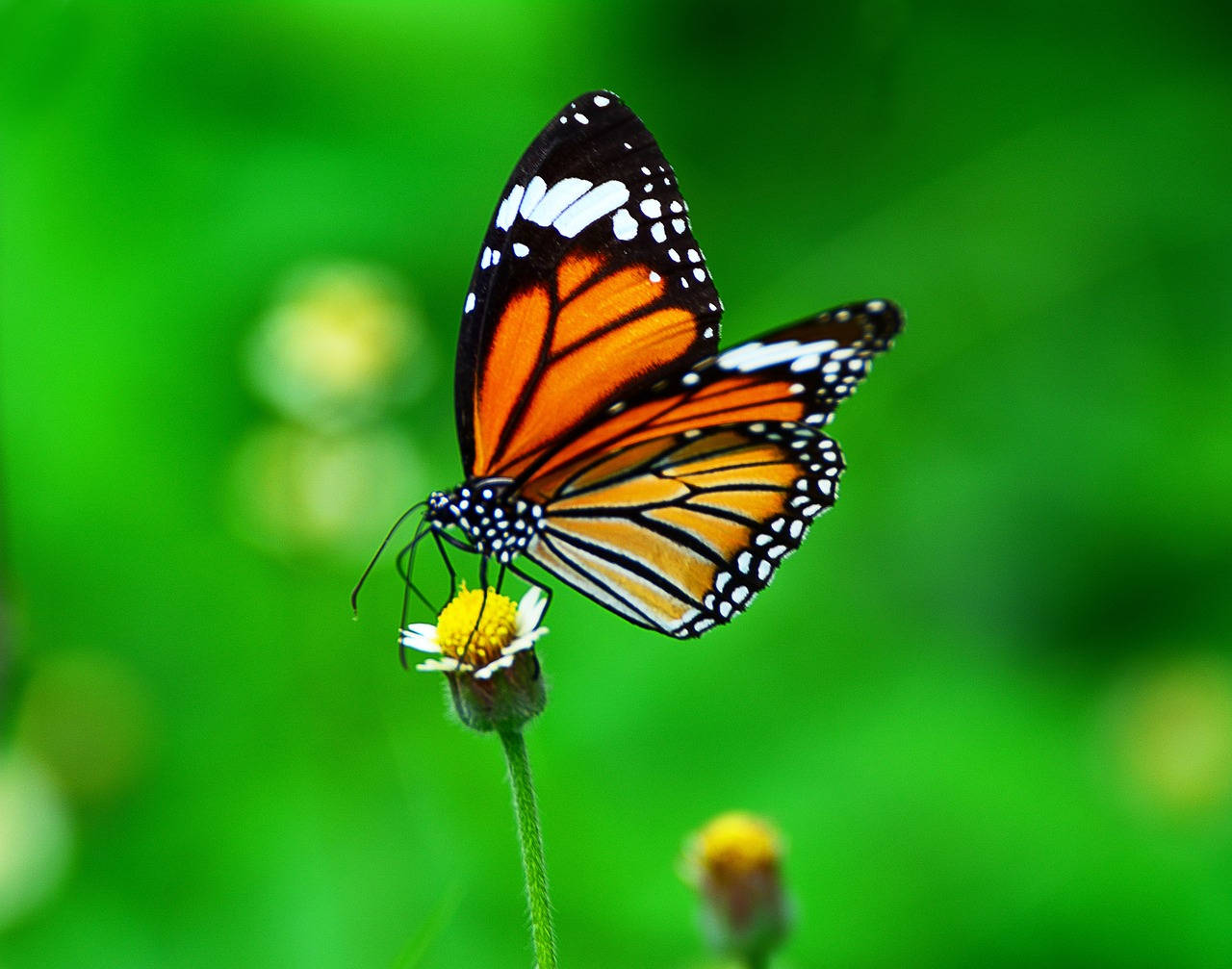 monarch butterfly, tiny tridax daisy flower, vibrant orange wings, HD Desktop Wallpaper