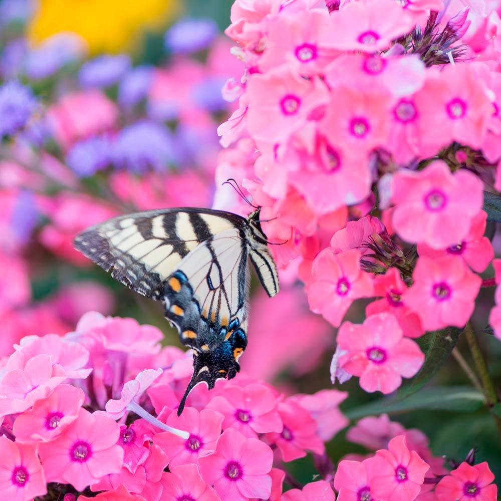 white old world swallowtail butterfly, pink phlox flowers, purple blooms, SD Desktop Wallpaper