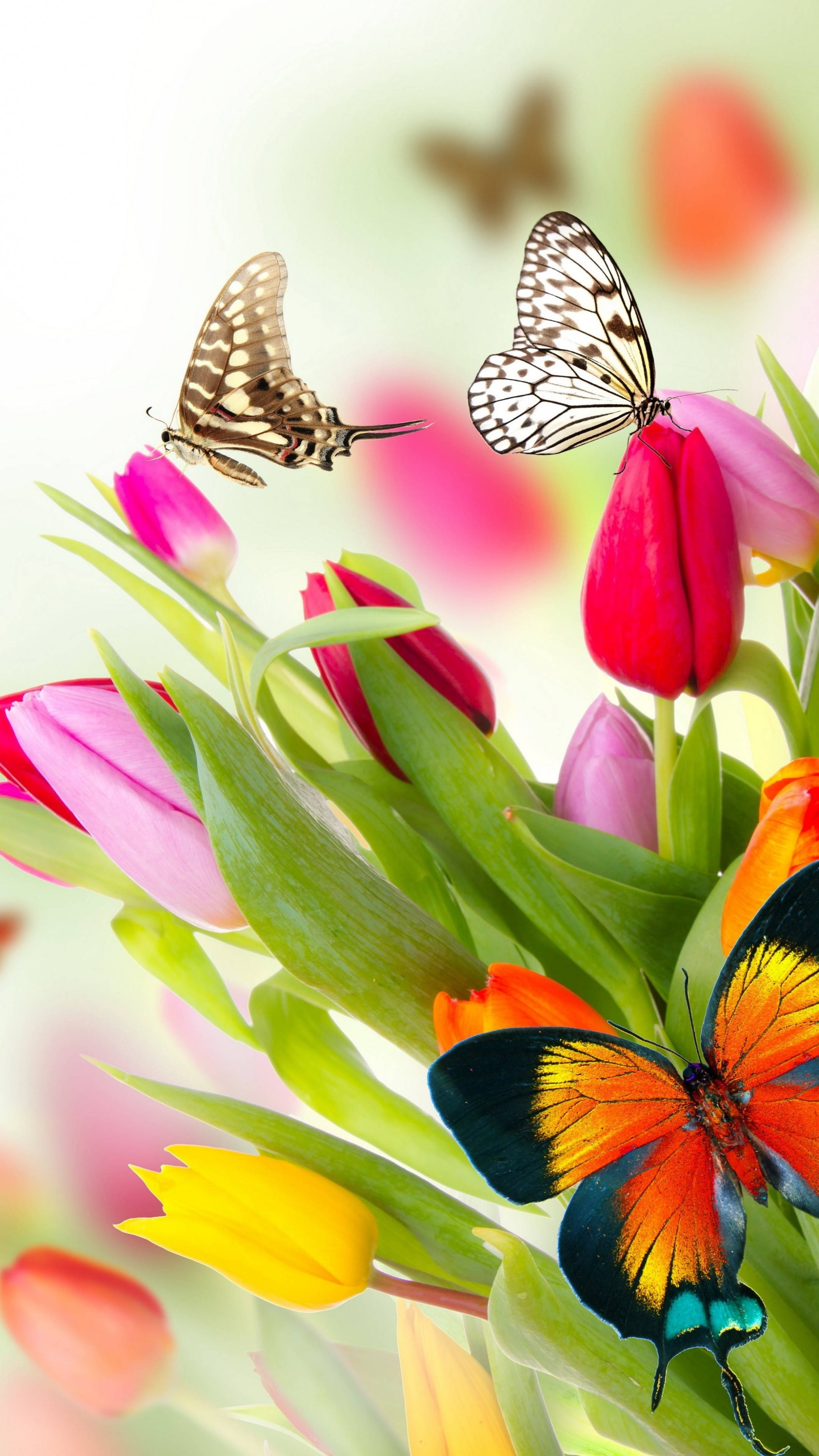 butterfly, flower, tulips, 4K Phone Wallpaper