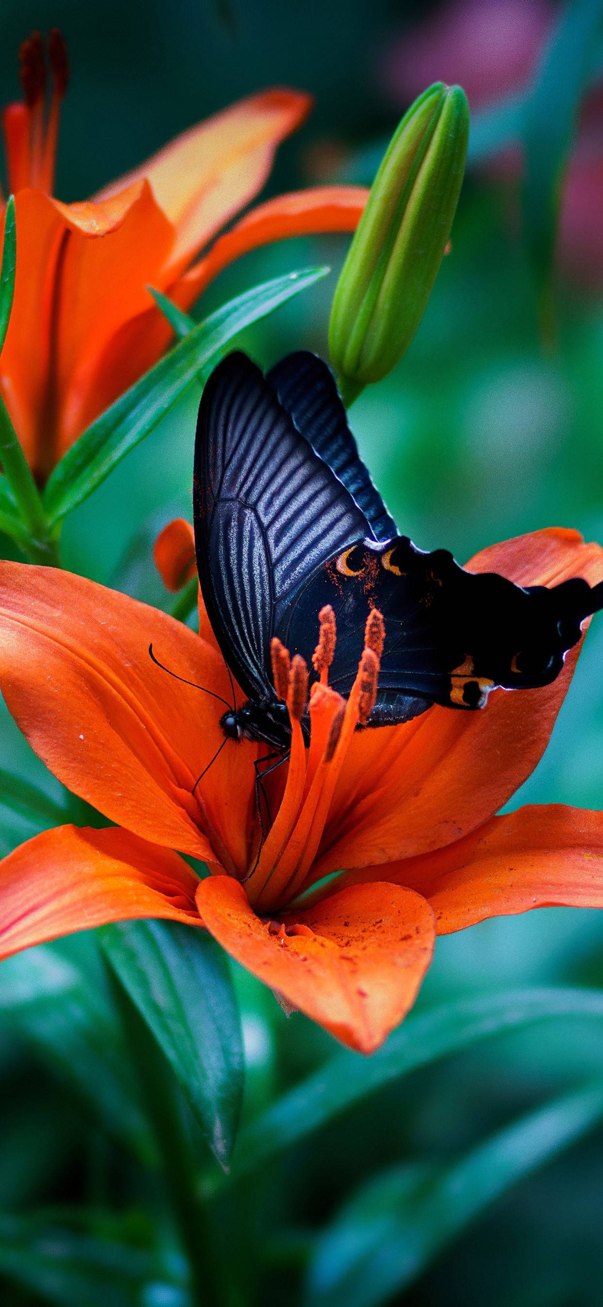 black butterfly, orange spots, vibrant orange lily, 2K Phone Wallpaper