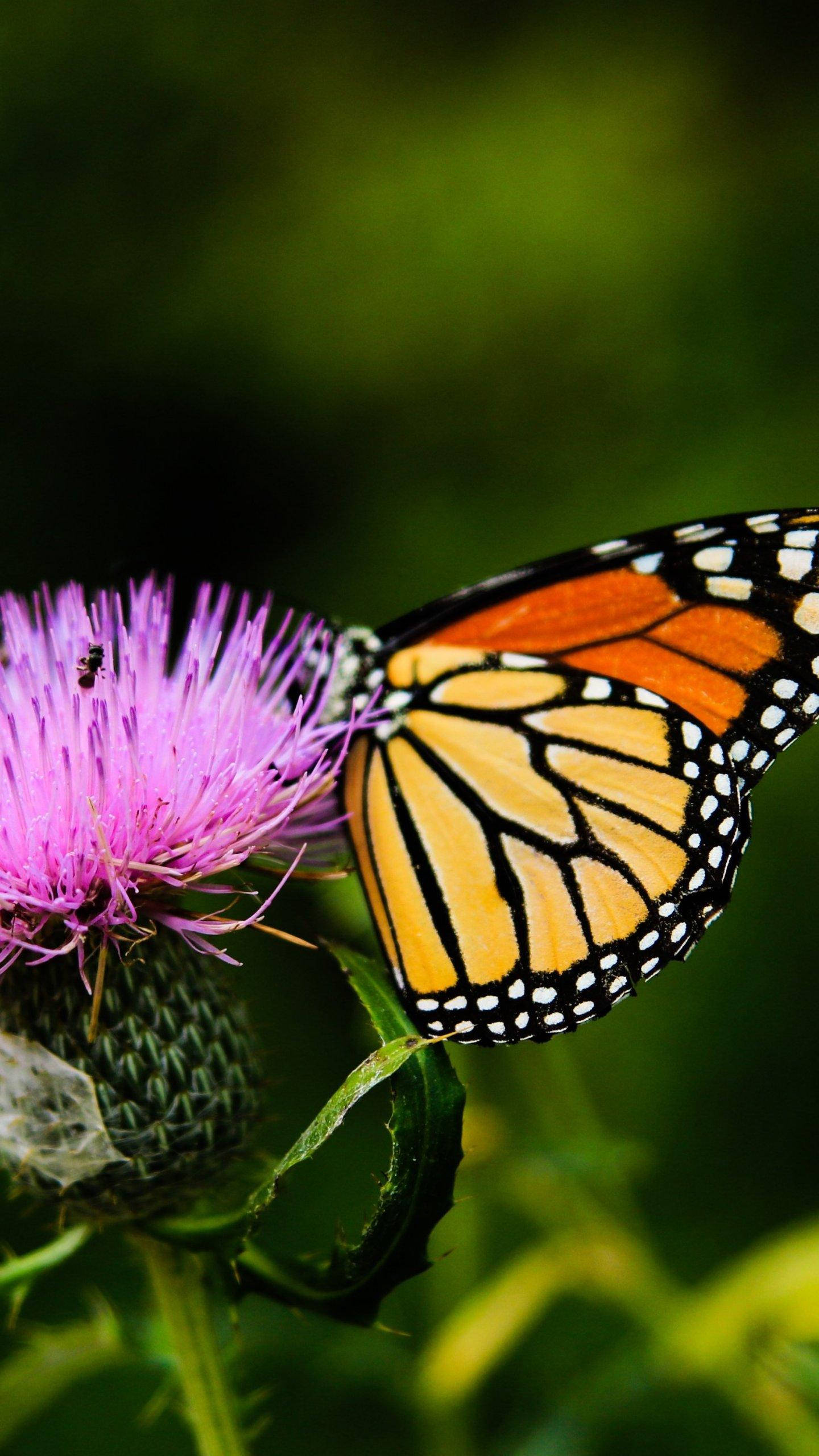 monarch butterfly, orange yellow and black wings, vibrant purple thistle flower, 2K Phone Wallpaper
