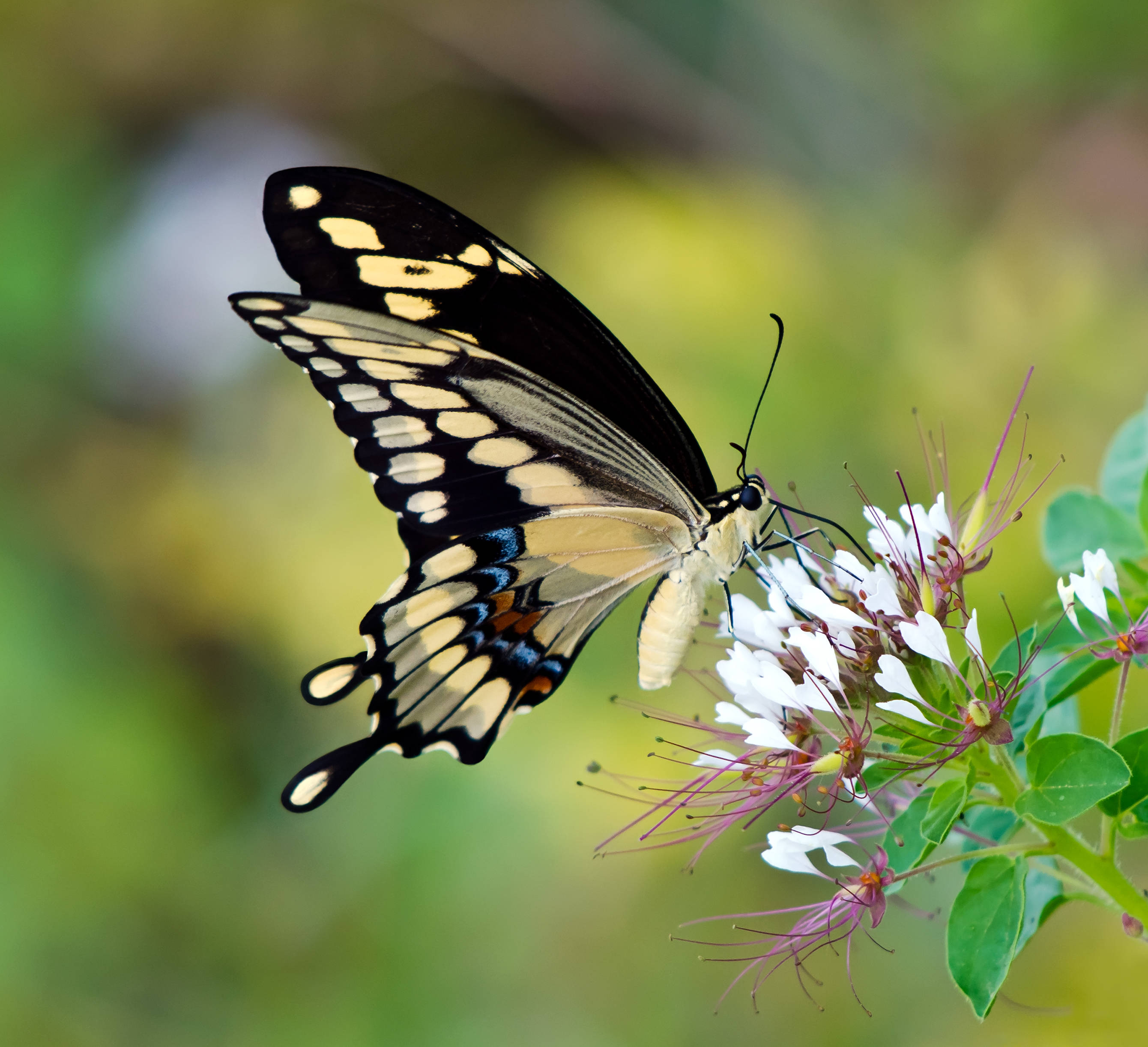 giant swallowtail butterfly, white flowers, purple stamens, 2K Desktop Wallpaper