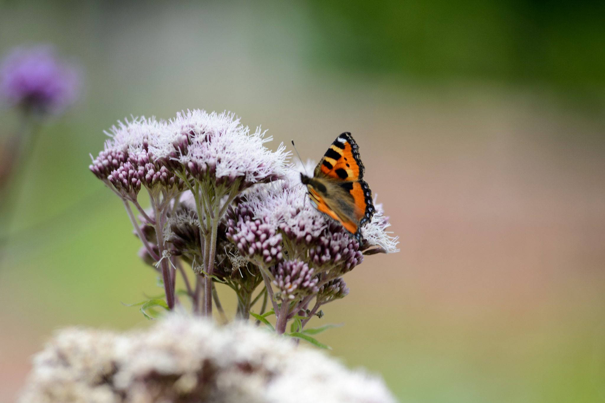 Small Tortoiseshell Butterfly, orange and black butterfly, soft purple flowers, Full HD Desktop Wallpaper