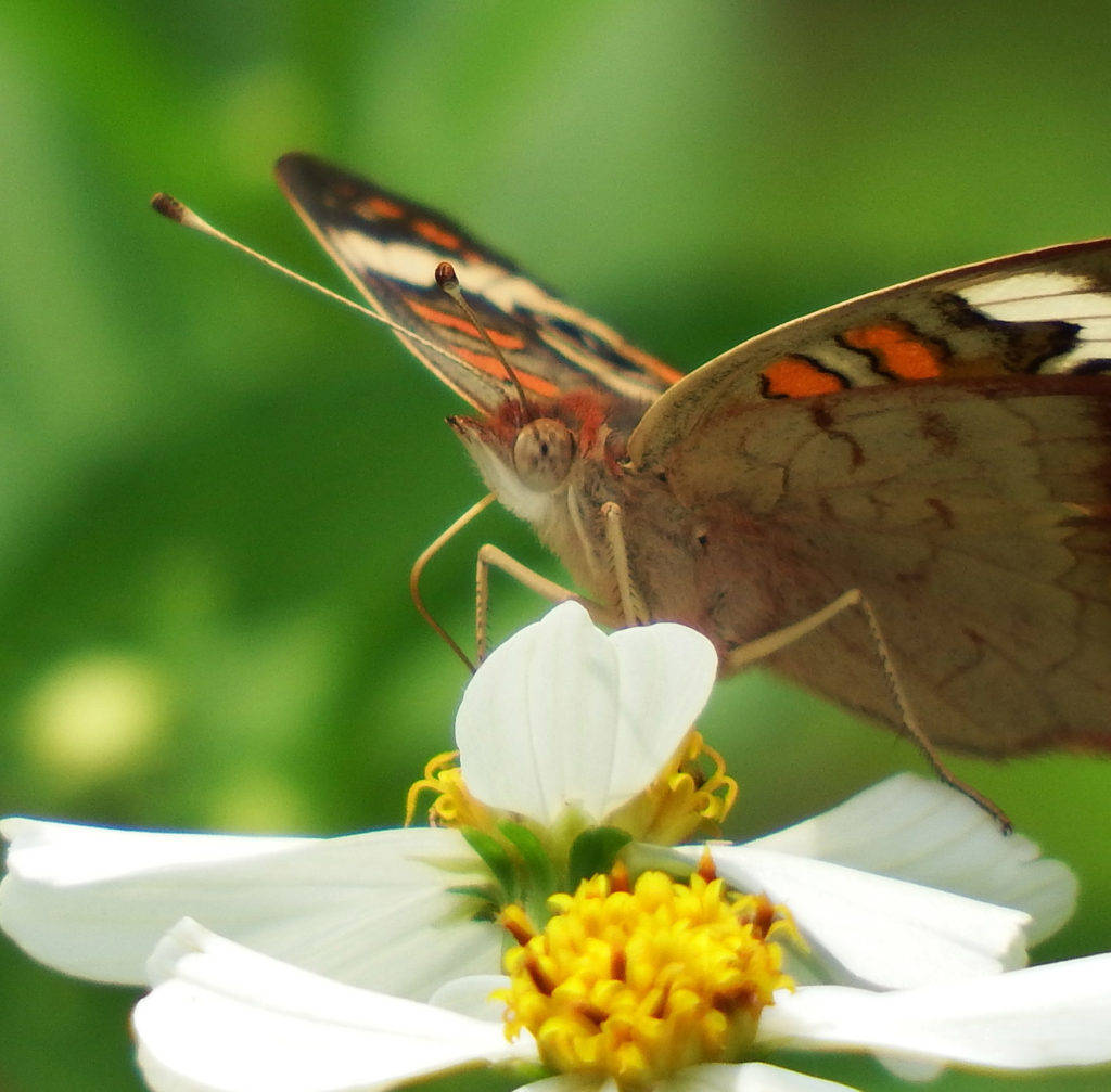 butterfly, orange brown and white wings, white flower, SD Desktop Wallpaper
