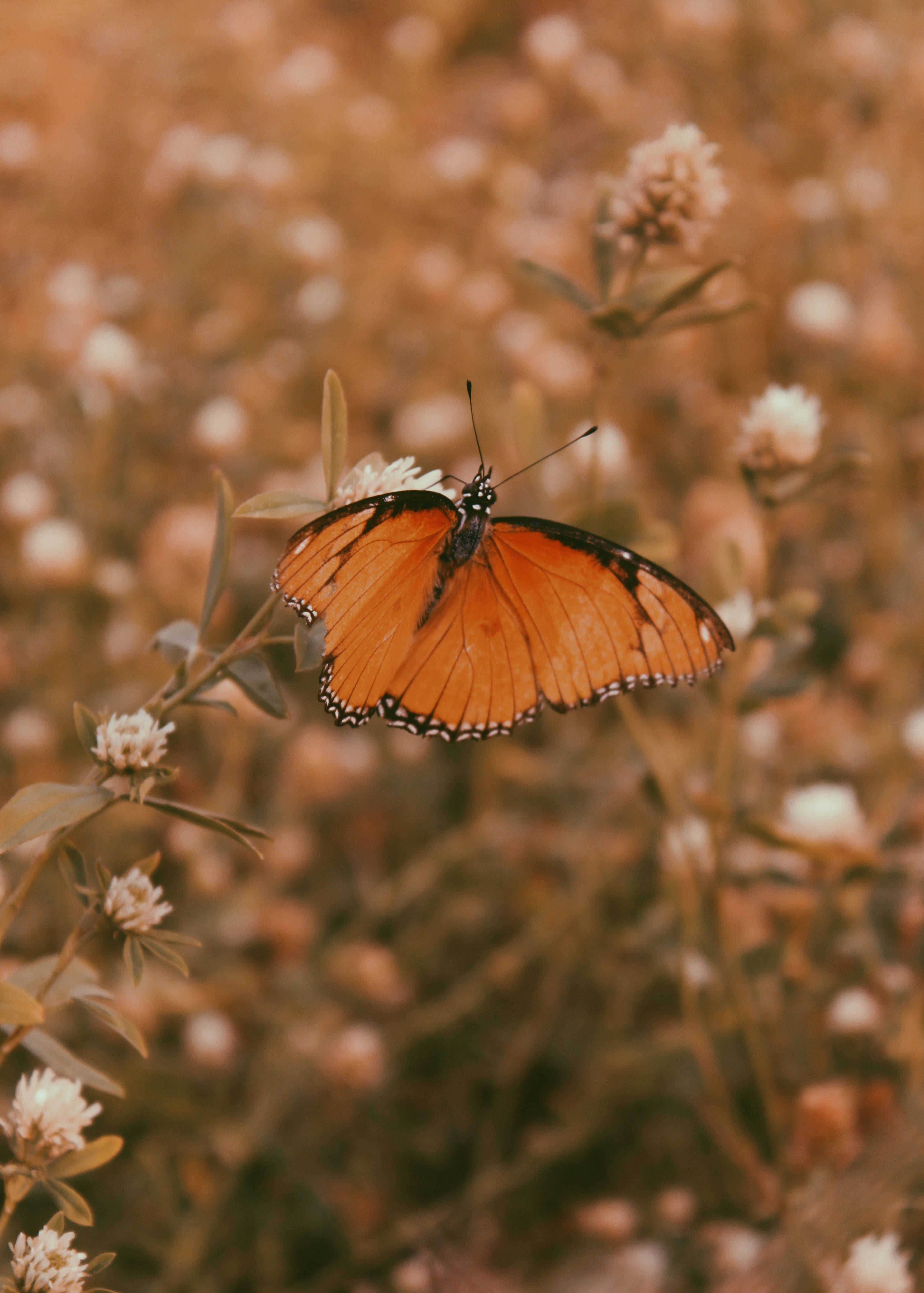 orange butterfly, black and white markings, white flower, 4K Phone Wallpaper