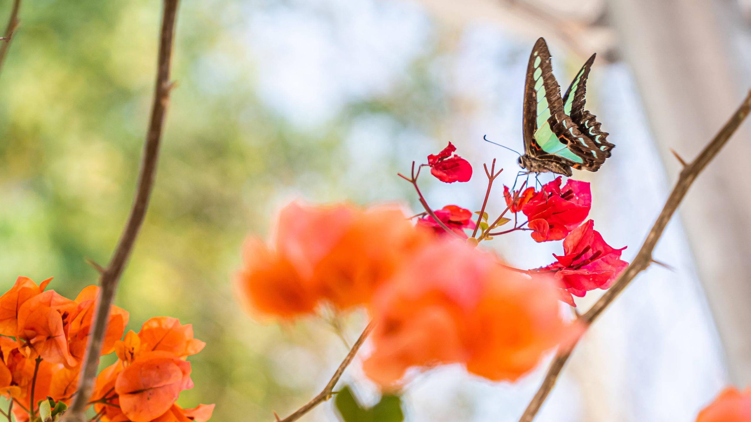 2560x1440, spring, blue-green butterfly, 2K Desktop Wallpaper