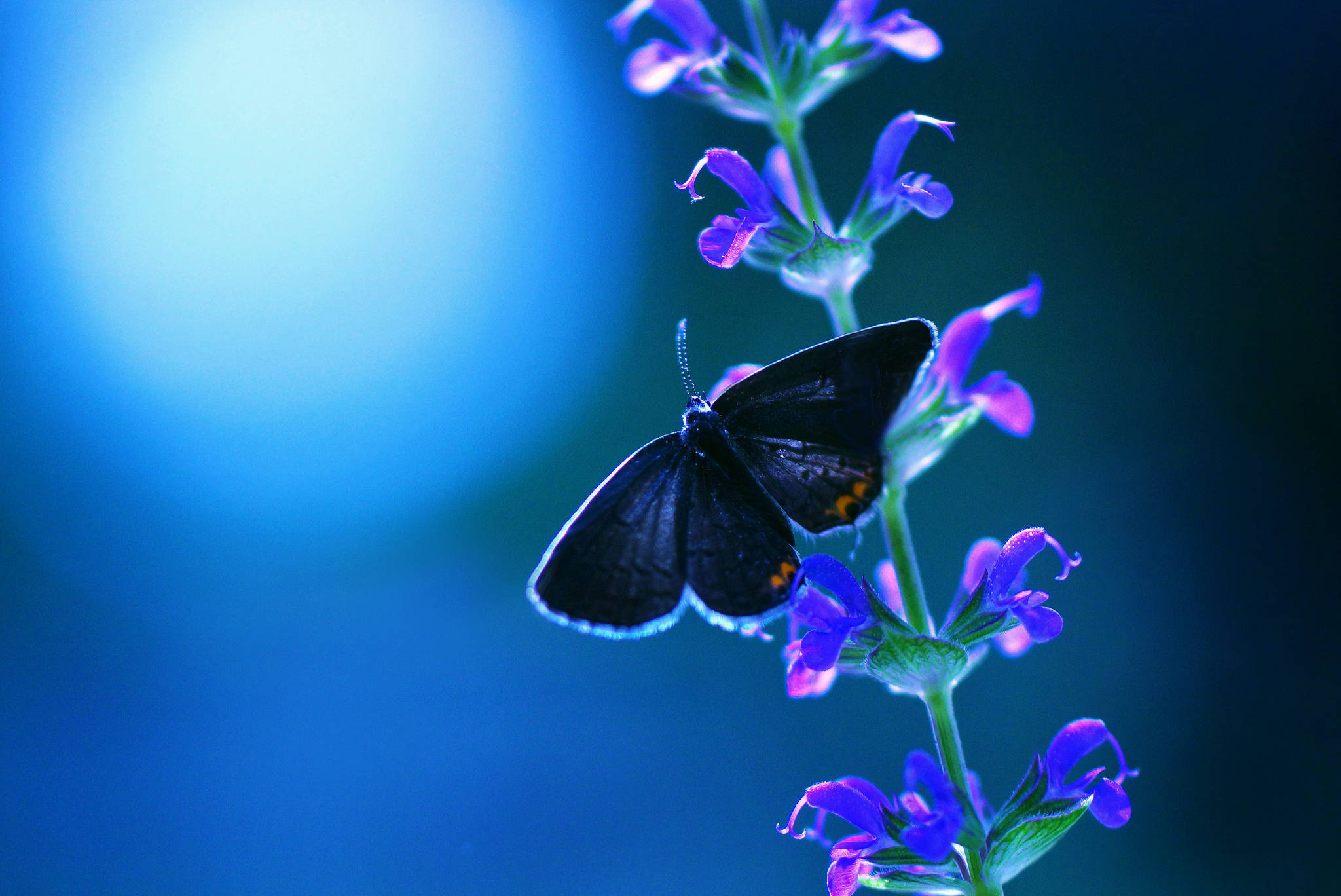 butterfly on flower, purple wildflower, dark-winged butterfly, Full HD Desktop Wallpaper