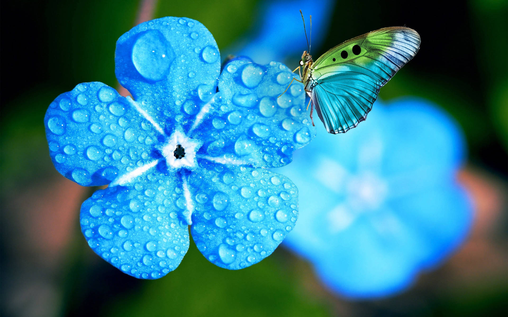 butterfly on flower, vibrant blue flower, dewdrops, Full HD Desktop Wallpaper