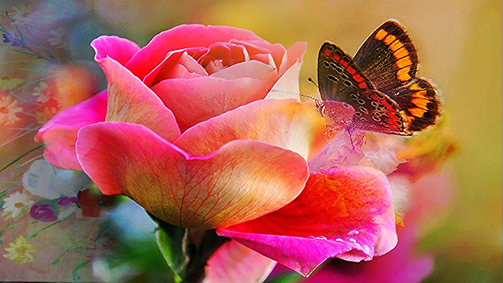 butterfly on flower, pink rose, colorful butterfly, Full HD Desktop Wallpaper