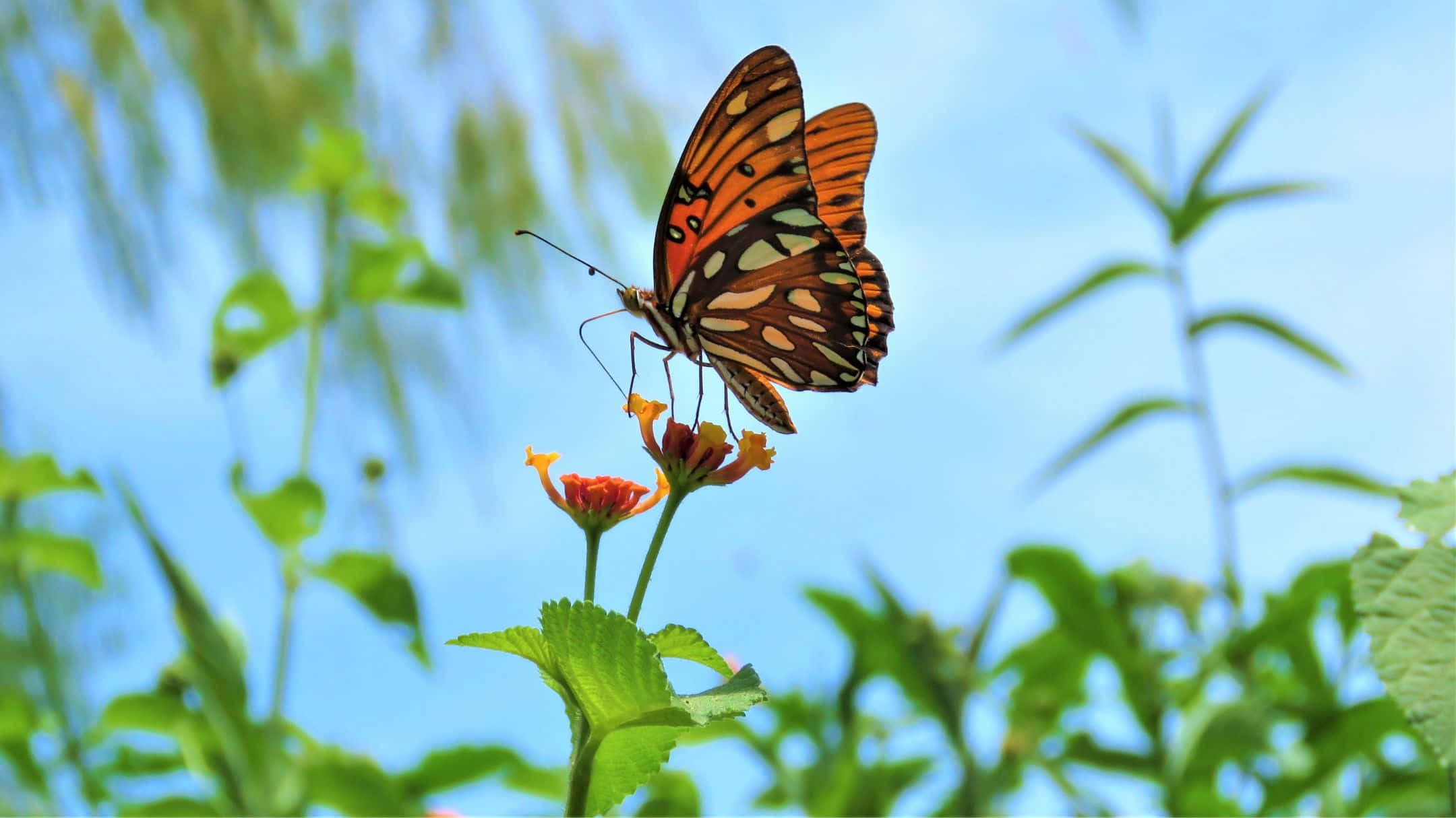 butterfly, flower, vibrant orange butterfly, Full HD Desktop Wallpaper