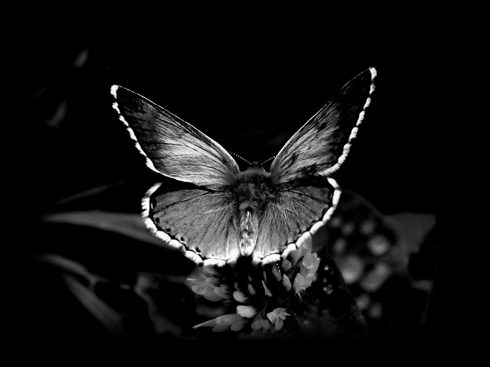 monochrome butterfly, white-edged wings, blurred floral shapes, HD Desktop Wallpaper