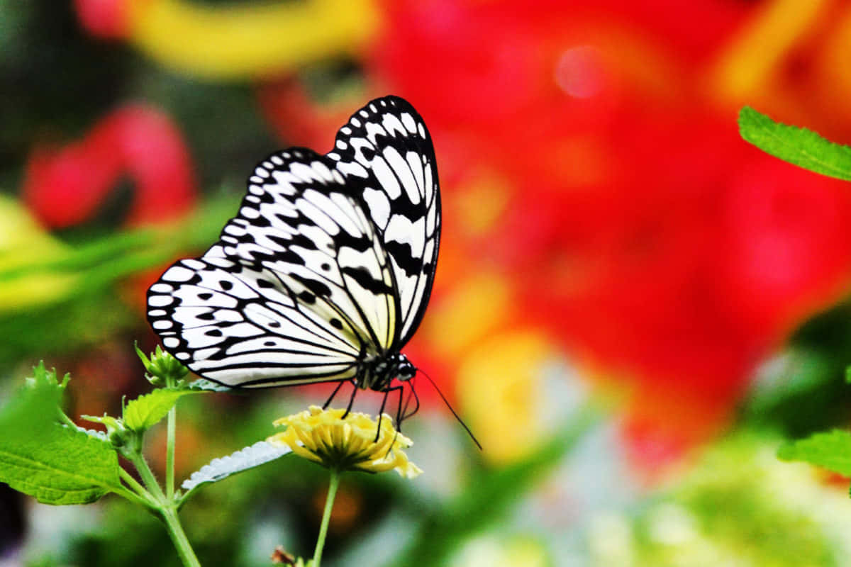 black white butterfly, intricate wing patterns, small yellow flower, SD Desktop Wallpaper