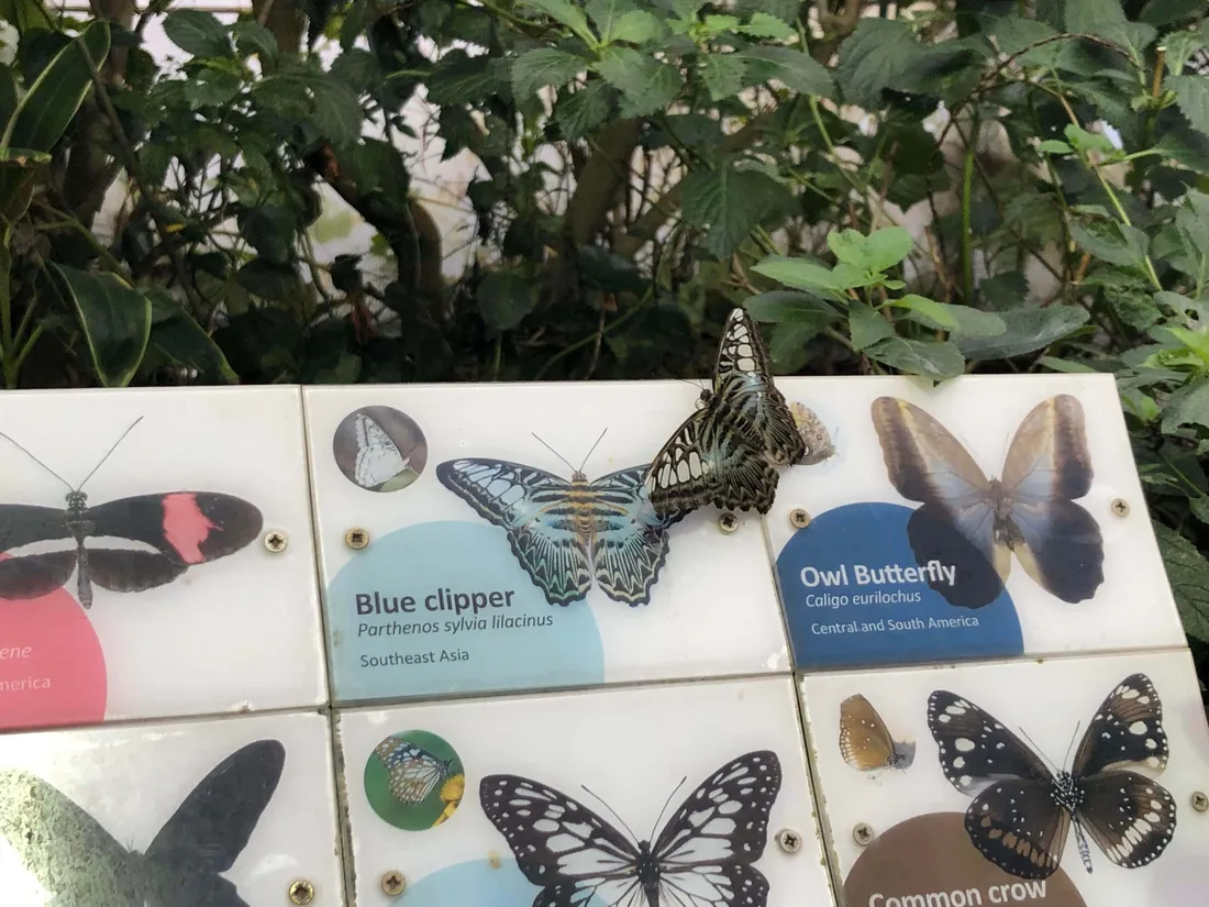 Butterfly Park
