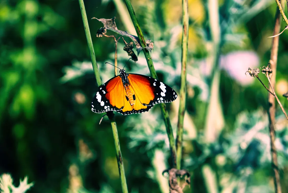Butterfly Photography