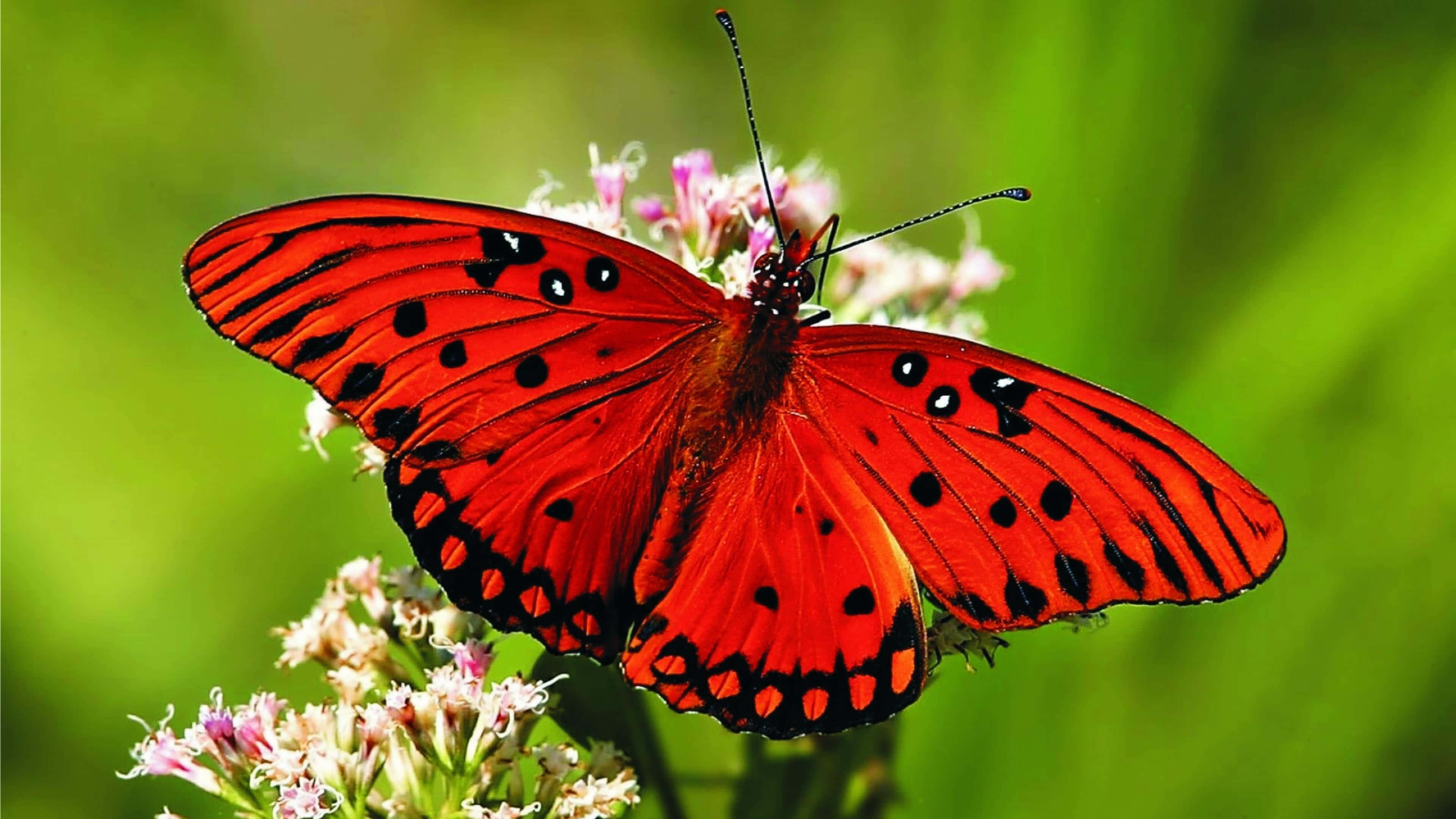 butterfly, vibrant red, black spots, 4K Desktop Wallpaper