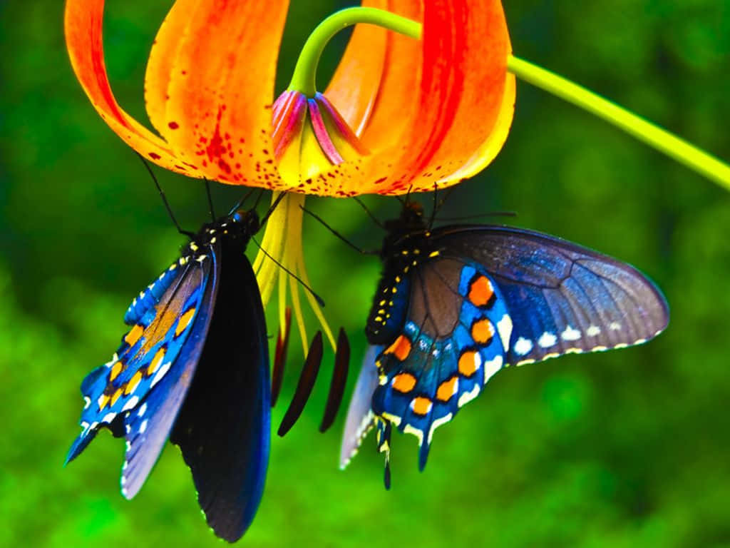 butterfly, yellow wild flower, bright orange tiger lily, SD Desktop Wallpaper