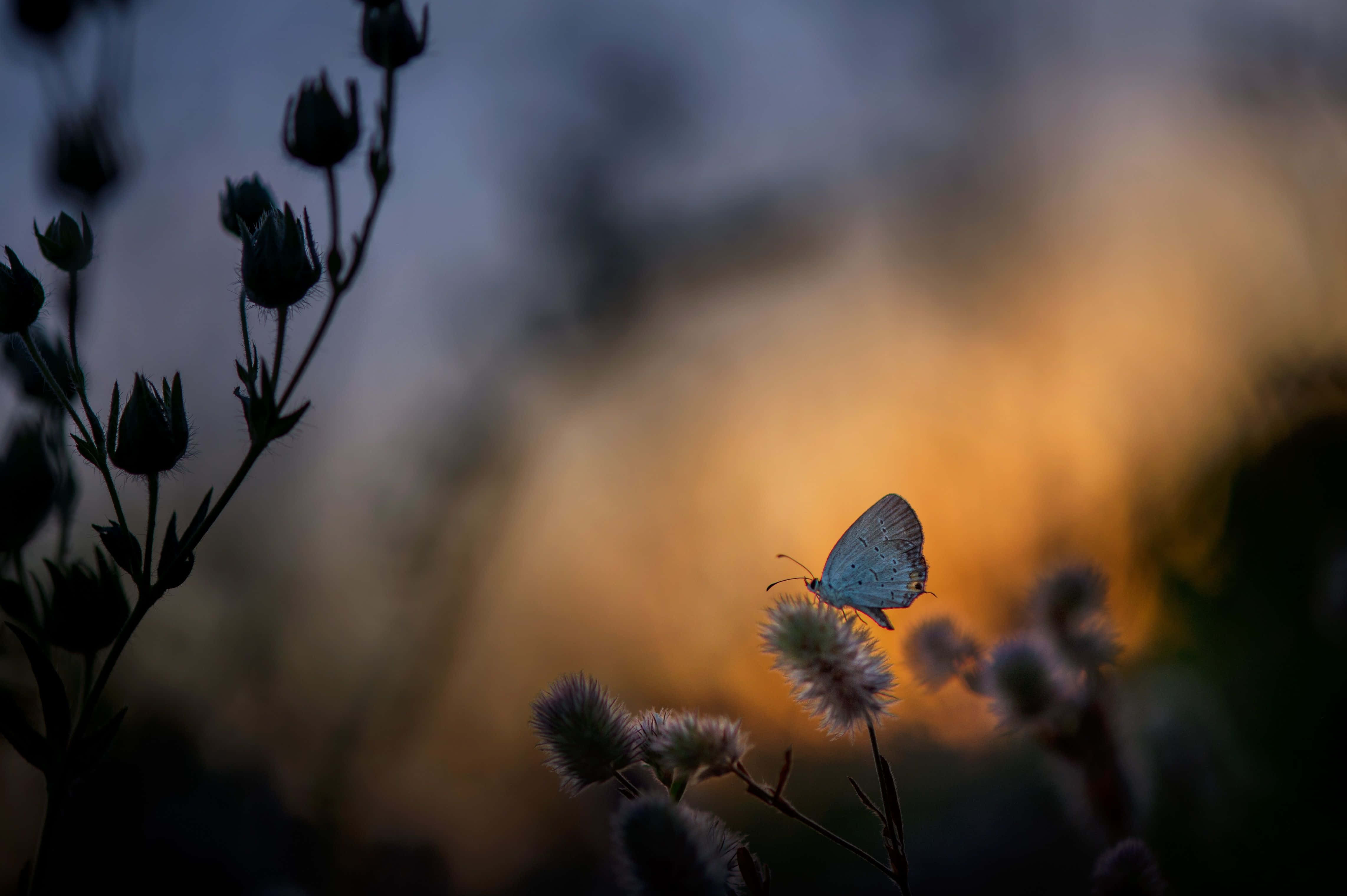 butterfly, blue butterfly, fuzzy plant, 4K Desktop Wallpaper